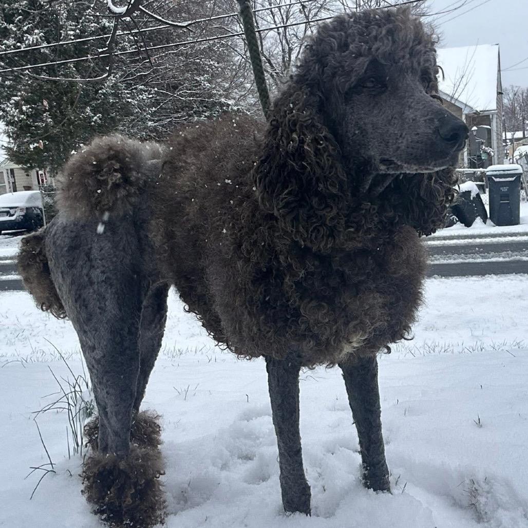 Enlarge Prancer, a Adoptable Poodle in Fredericksburg, VA image 3/6