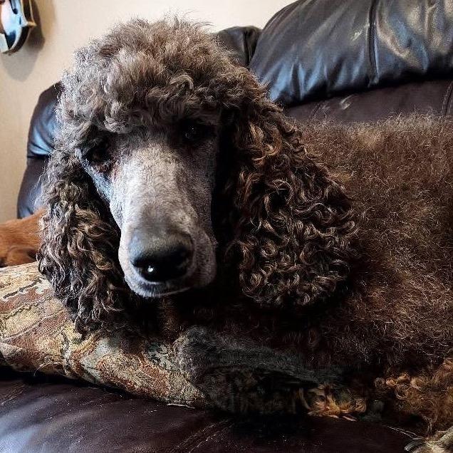 Enlarge Prancer, a Adoptable Poodle in Fredericksburg, VA image 4/6