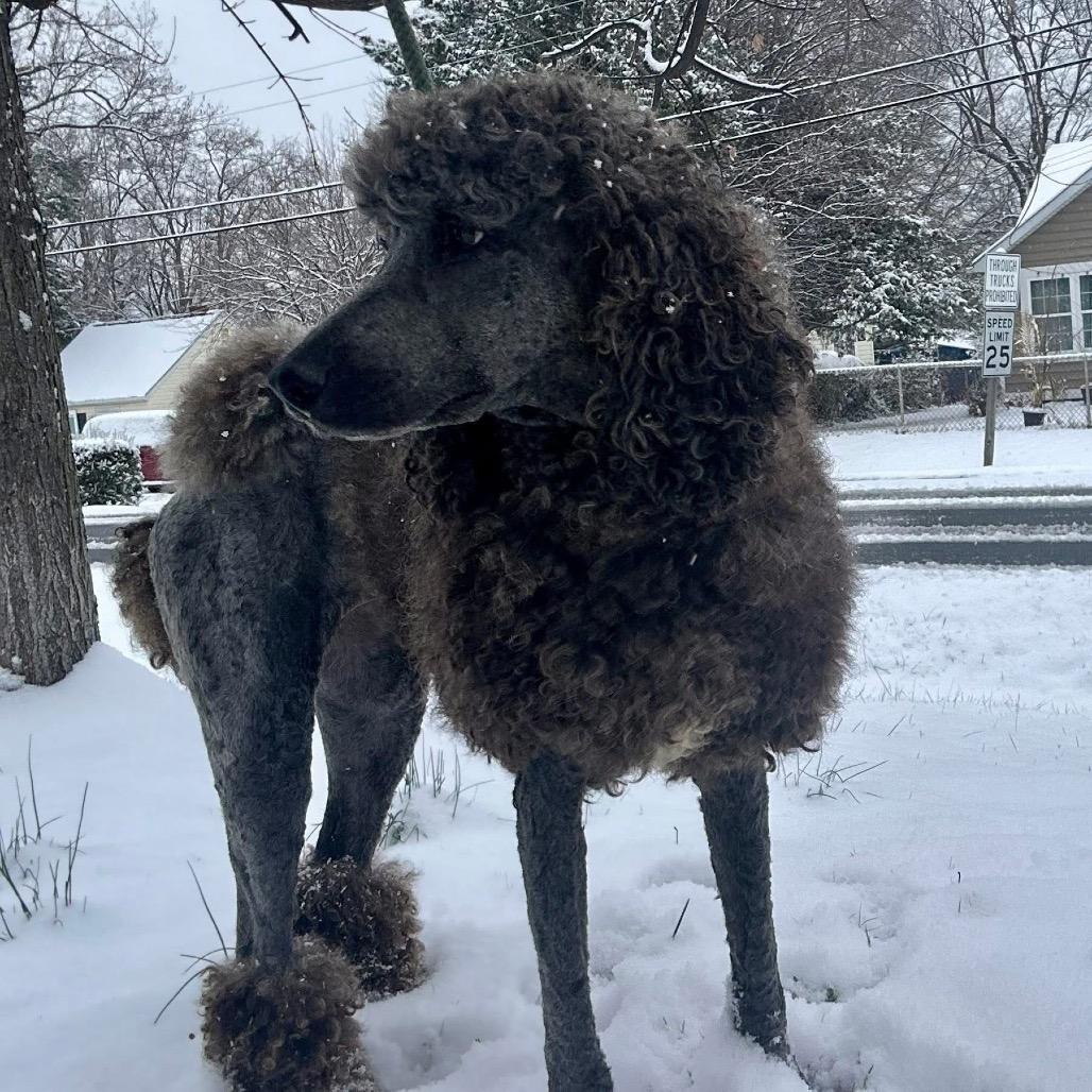 Enlarge Prancer, a Adoptable Poodle in Fredericksburg, VA image 5/6