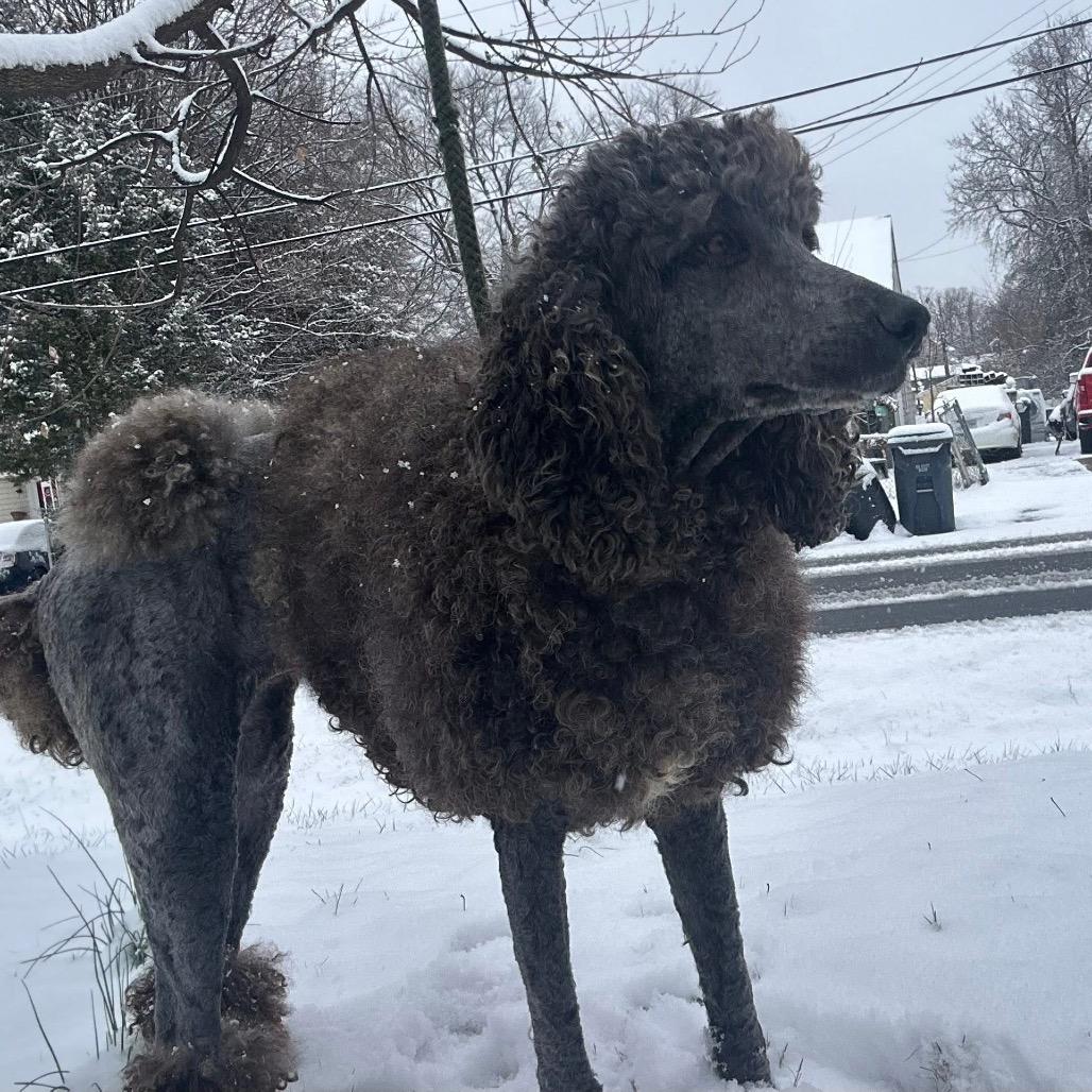 Enlarge Prancer, a Adoptable Poodle in Fredericksburg, VA image 6/6