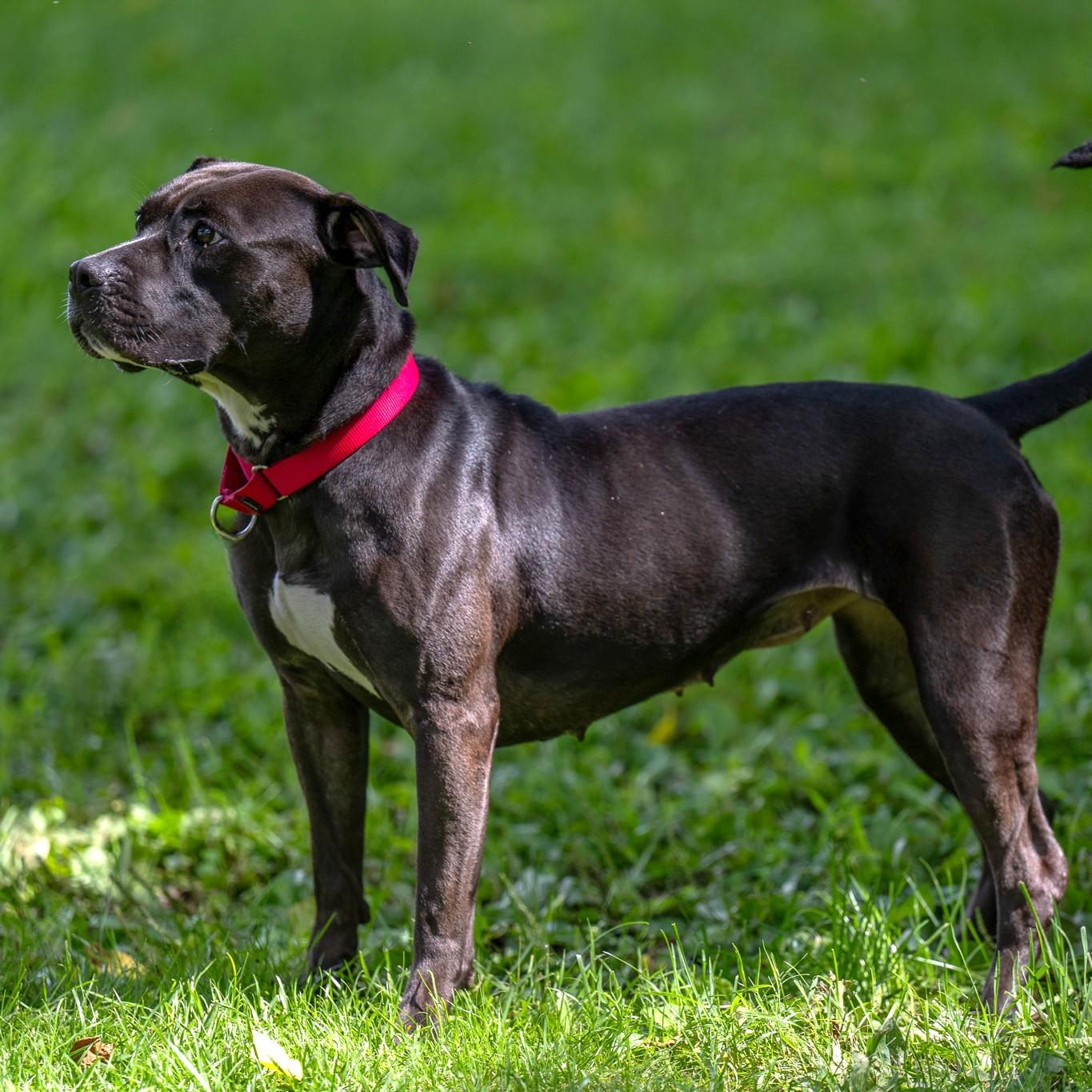 Ella