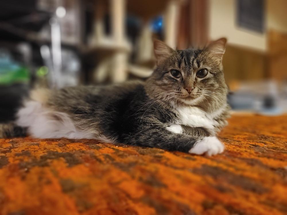 Zuzu (shy), a Adoptable Domestic Long Hair in Cary, NC image 1/4