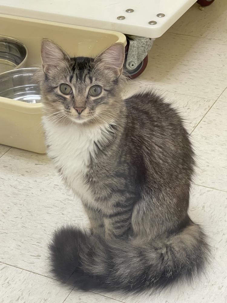 Zuzu (shy), a Adoptable Domestic Long Hair in Cary, NC image 2/4