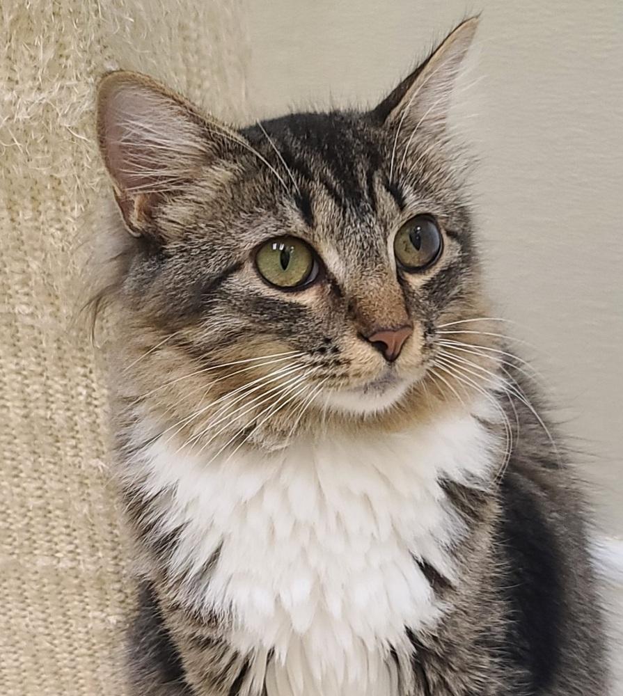Zuzu (shy), a Adoptable Domestic Long Hair in Cary, NC image 3/4