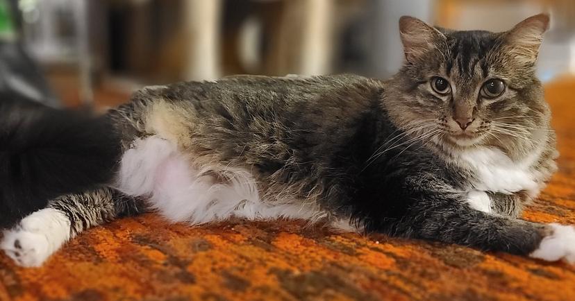 Zuzu (goes with Leeloo) — thumbnail 4