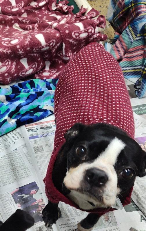 Enlarge Twila, a Adoptable Boston Terrier in Mukwonago, WI image 1/2