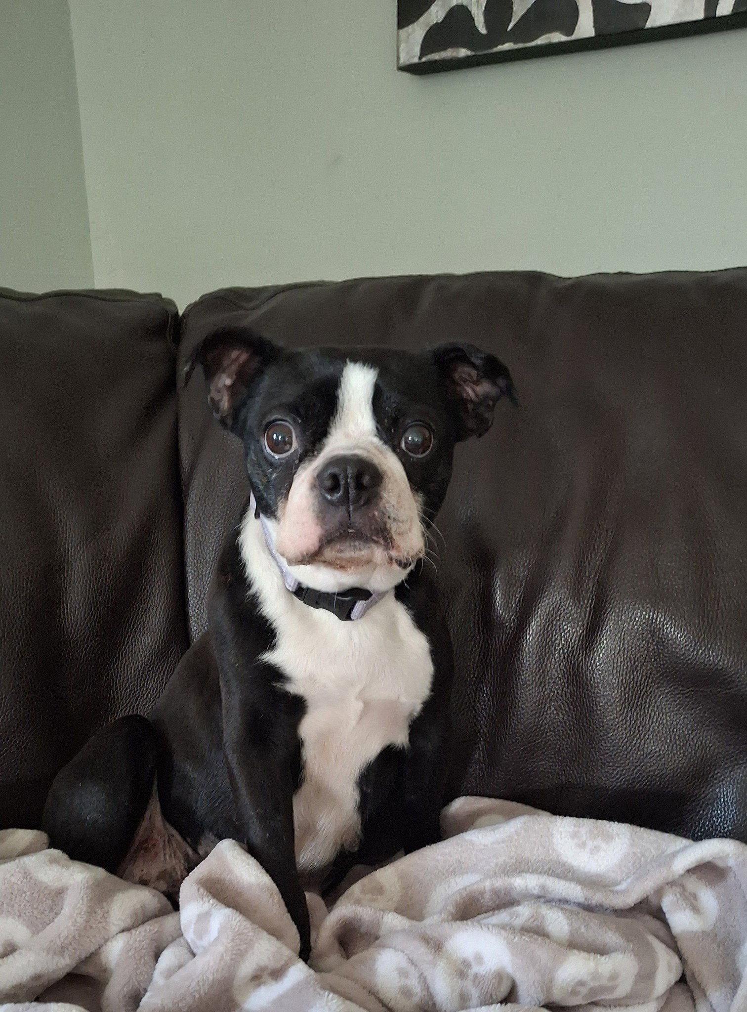 Enlarge Twila, a Adoptable Boston Terrier in Mukwonago, WI image 2/2