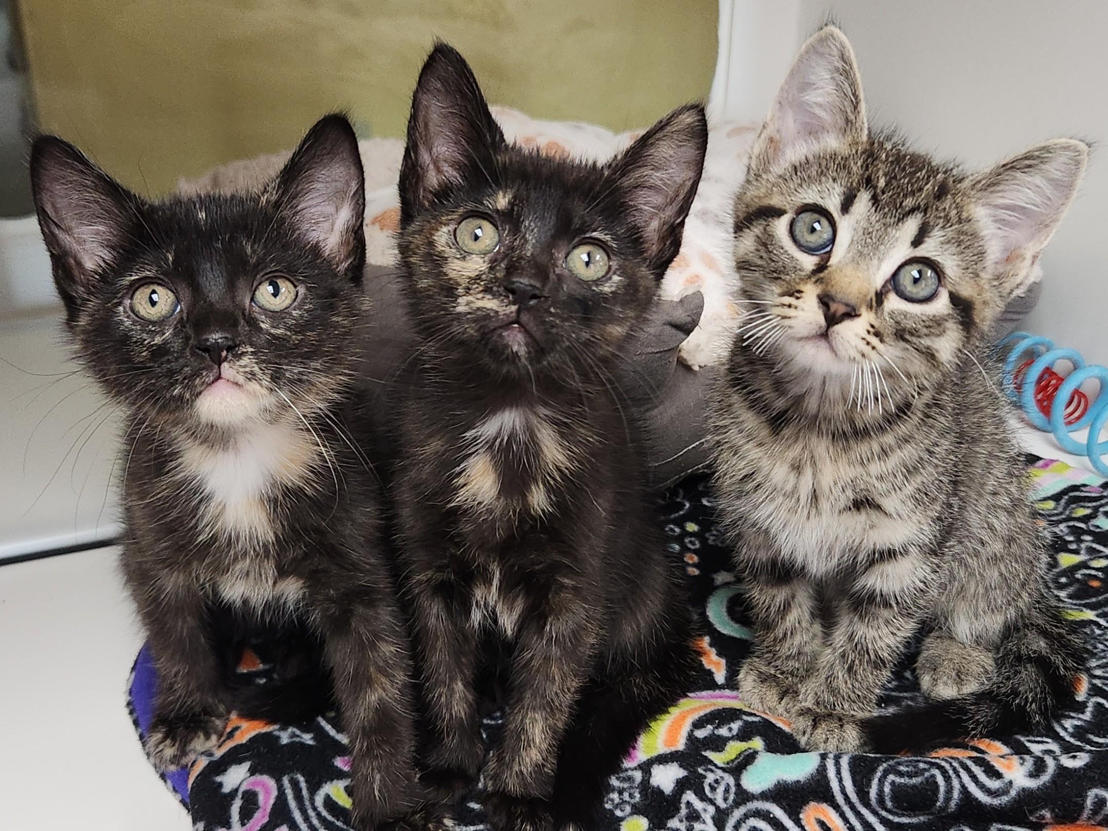Enlarge Cremini, a Adoptable Tortoiseshell in Marshfield, WI image 5/6