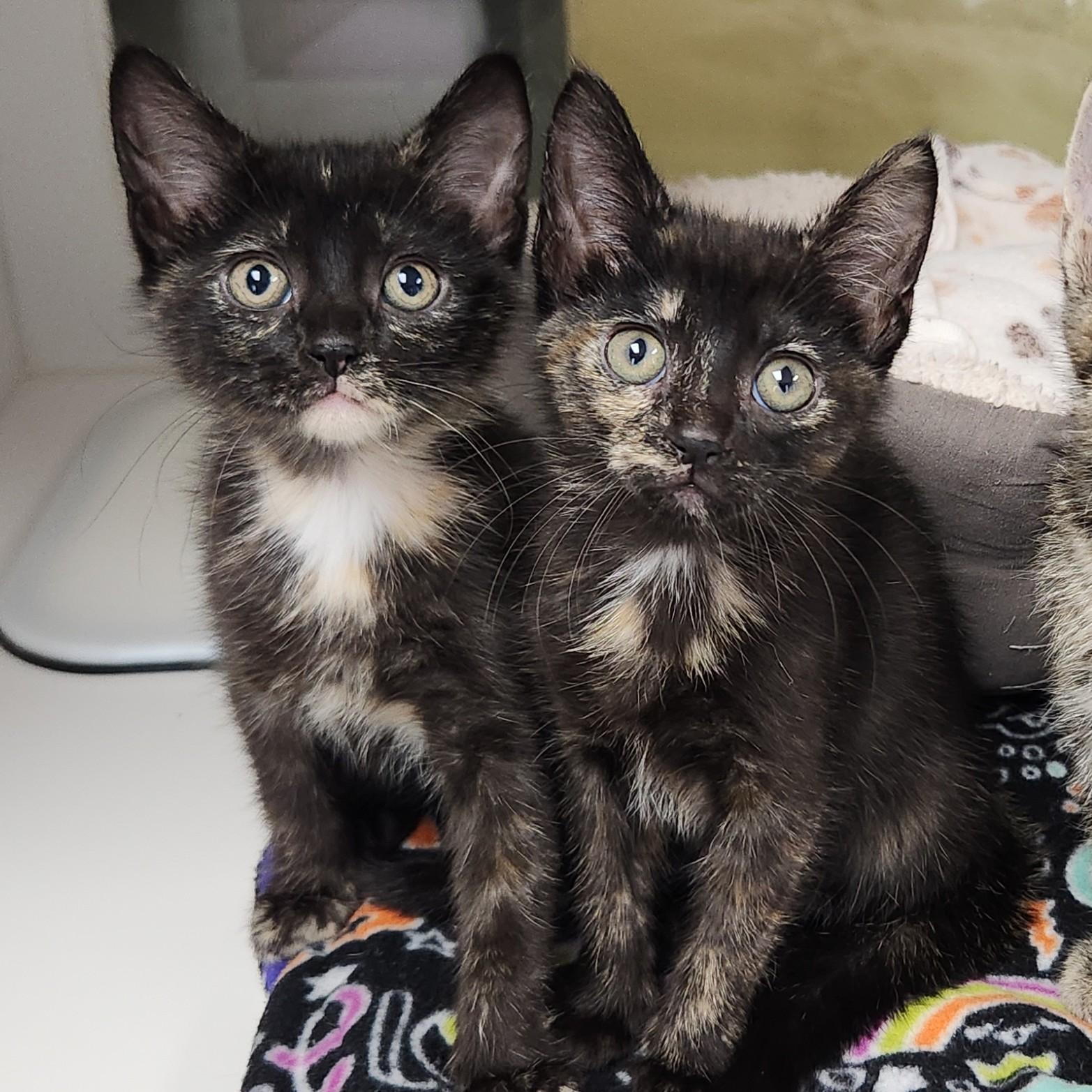 Enlarge Cremini, a Adoptable Tortoiseshell in Marshfield, WI image 2/6
