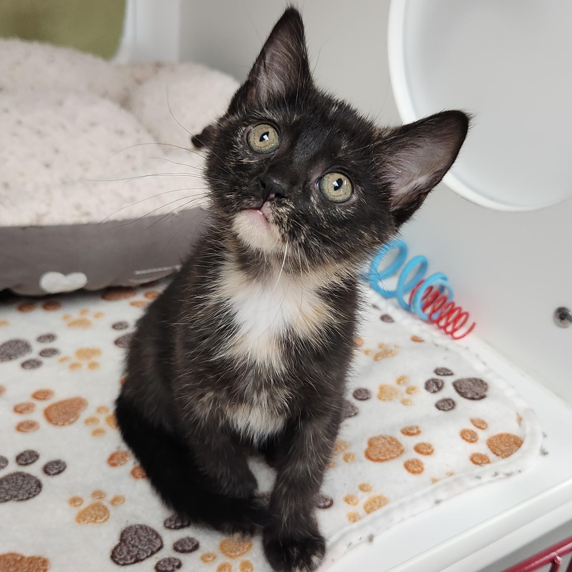 Enlarge Cremini, a Adoptable Tortoiseshell in Marshfield, WI image 3/6
