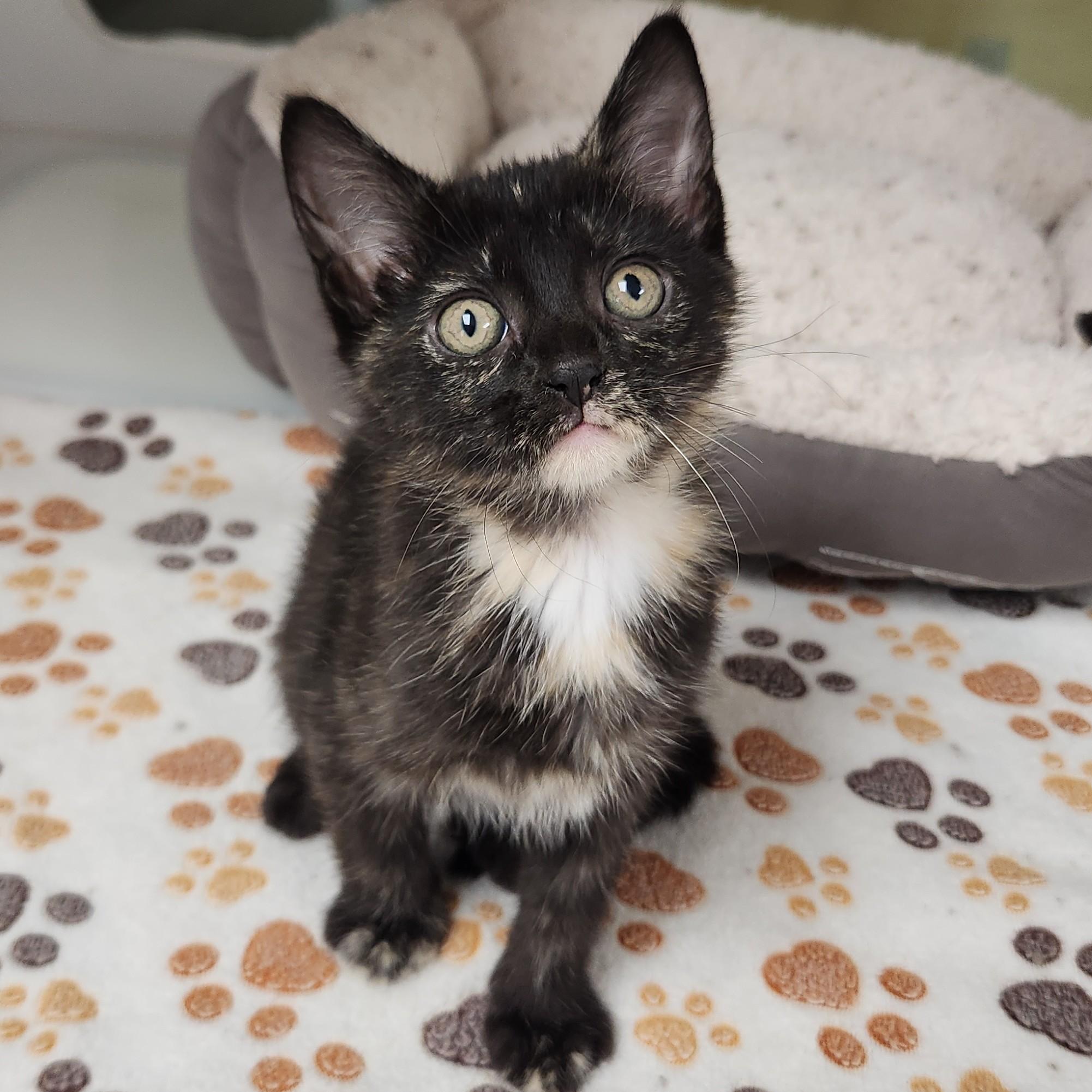 Enlarge Cremini, a Adoptable Tortoiseshell in Marshfield, WI image 4/6