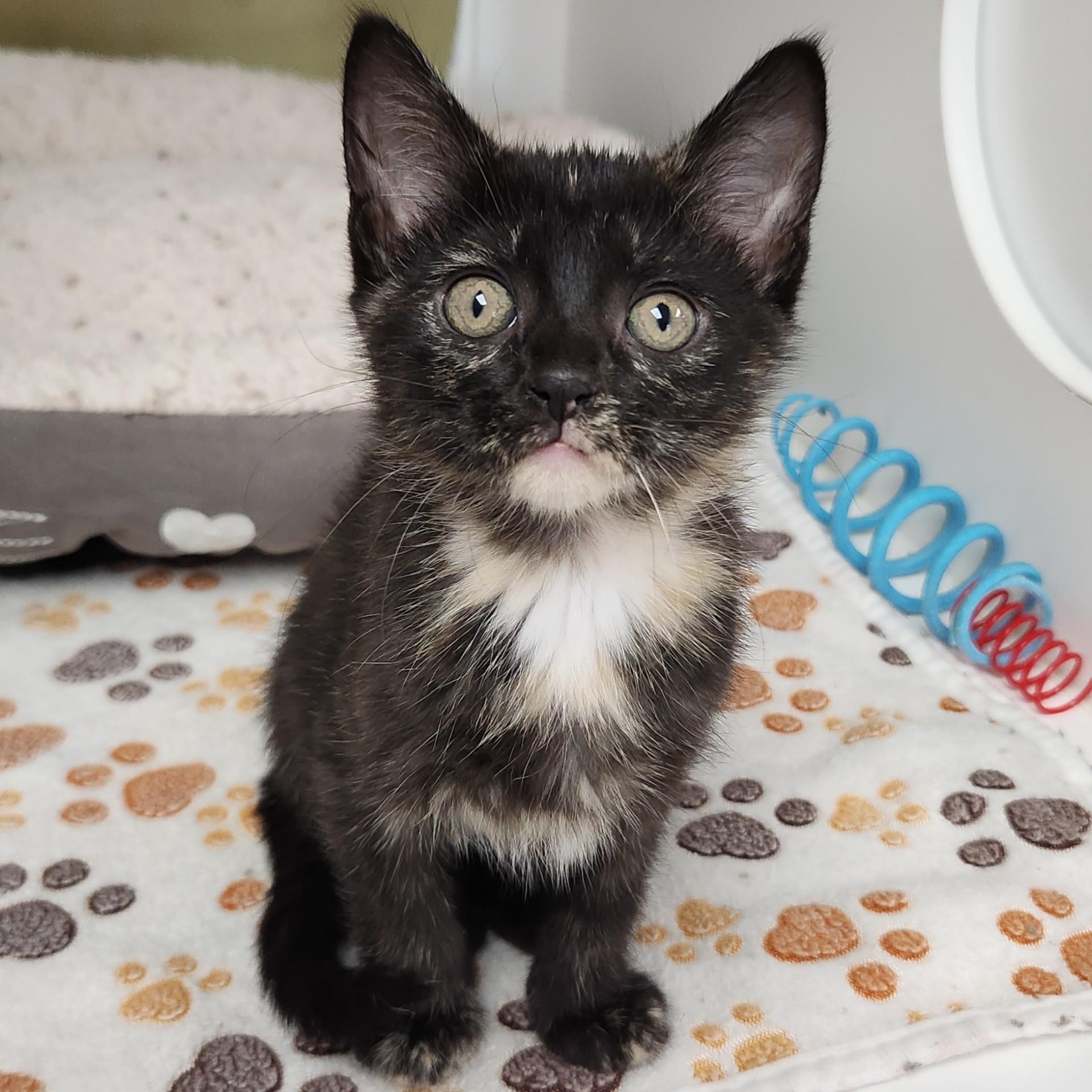 Cremini, Adoptable, Kitten Female Tortoiseshell.