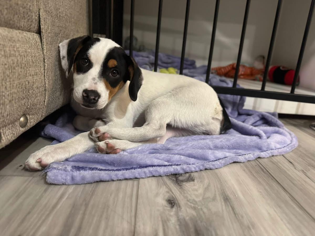 Enlarge Bailee, an adoptable mixed breed in Pembroke, MA image 3/4