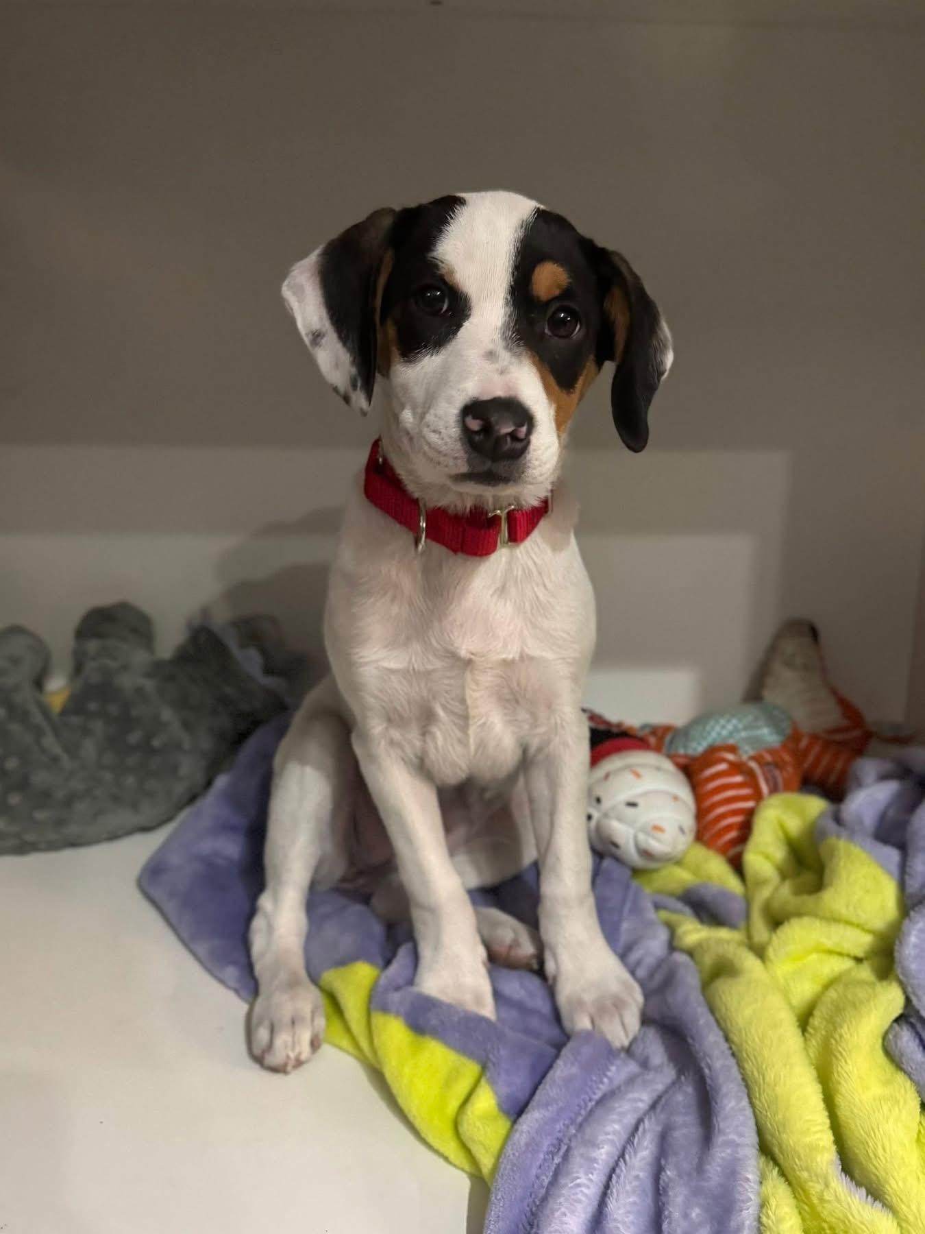 Enlarge Bailee, an adoptable mixed breed in Pembroke, MA image 1/4