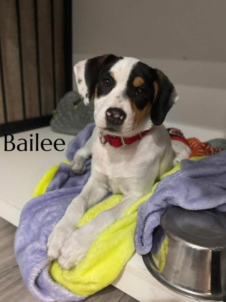 Enlarge Bailee, an adoptable mixed breed in Pembroke, MA image 2/4
