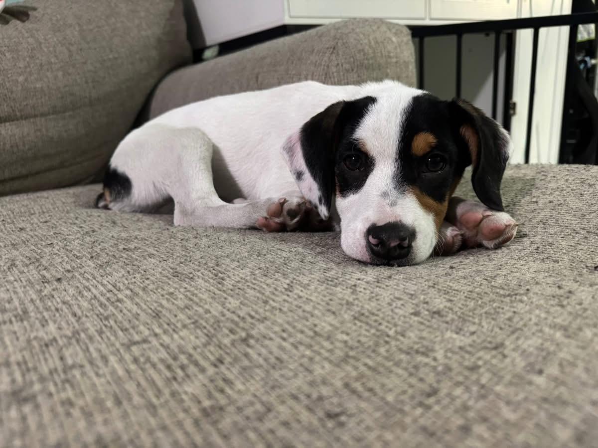 Enlarge Bailee, an adoptable mixed breed in Pembroke, MA image 4/4