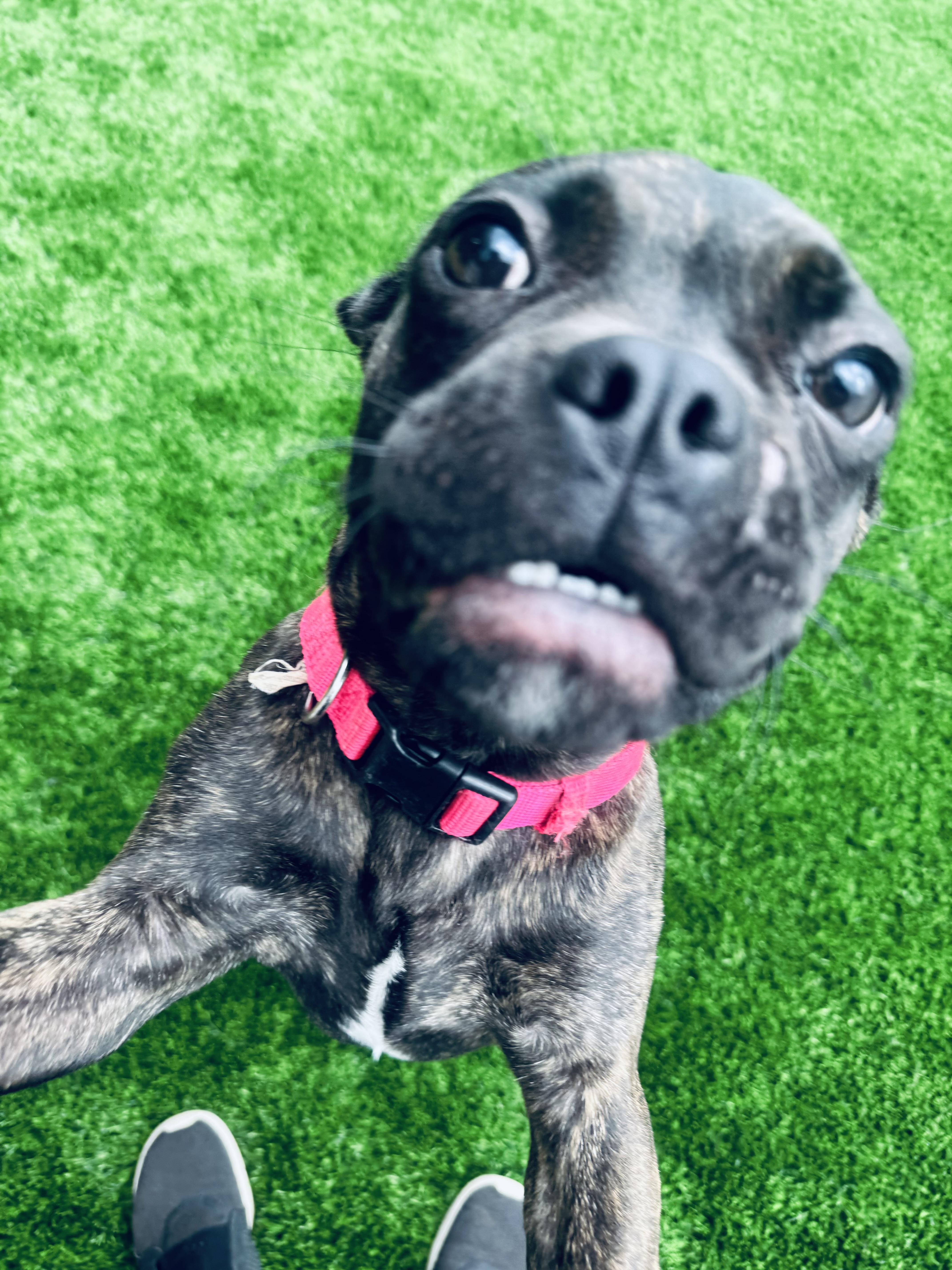 Nena , ADOPTABLE, Puppy Female French Bulldog & Pug.