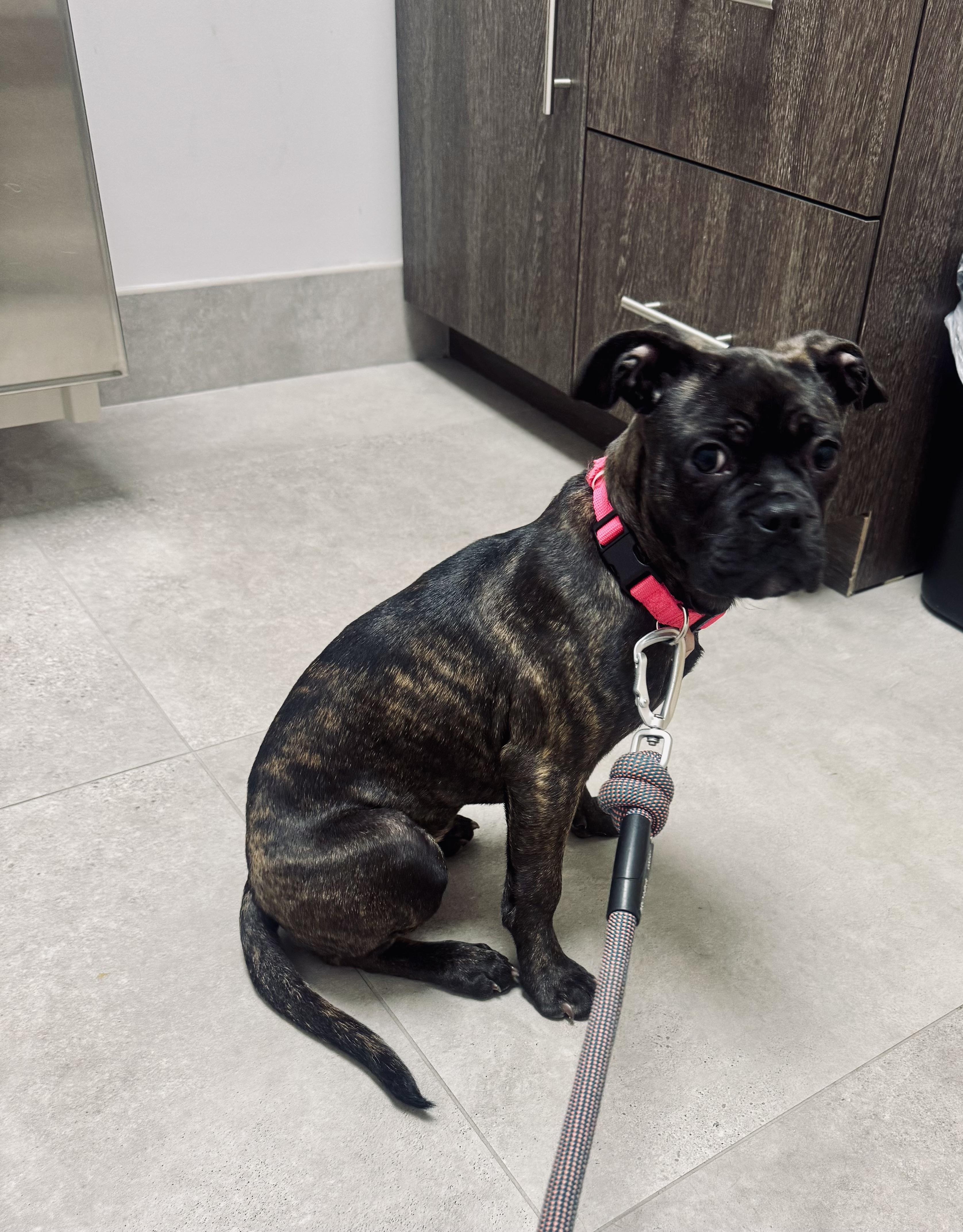 Enlarge Nena , a ADOPTABLE mixed breed in Staten Island, NY image 4/6