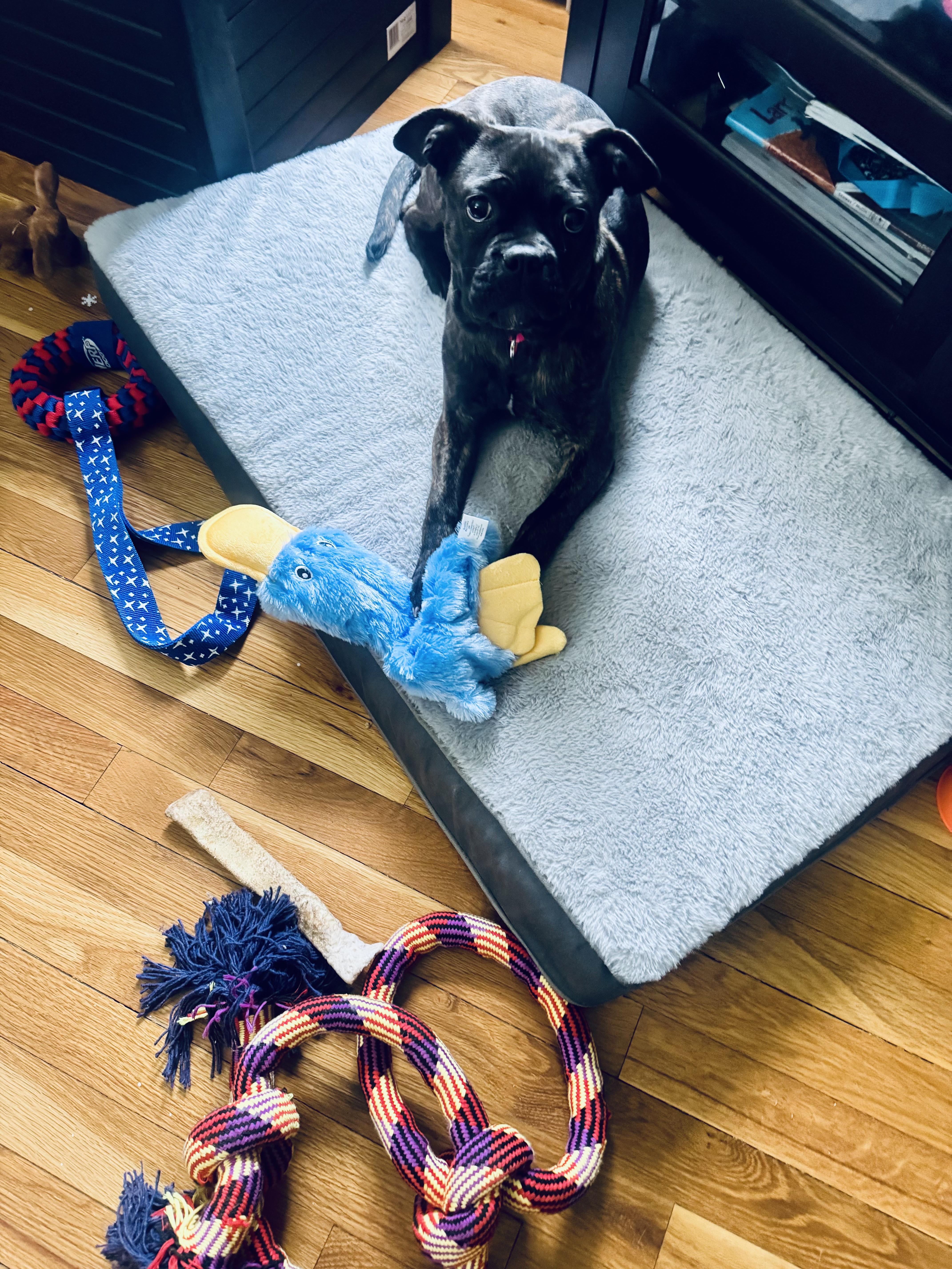 Enlarge Nena , a ADOPTABLE mixed breed in Staten Island, NY image 5/6