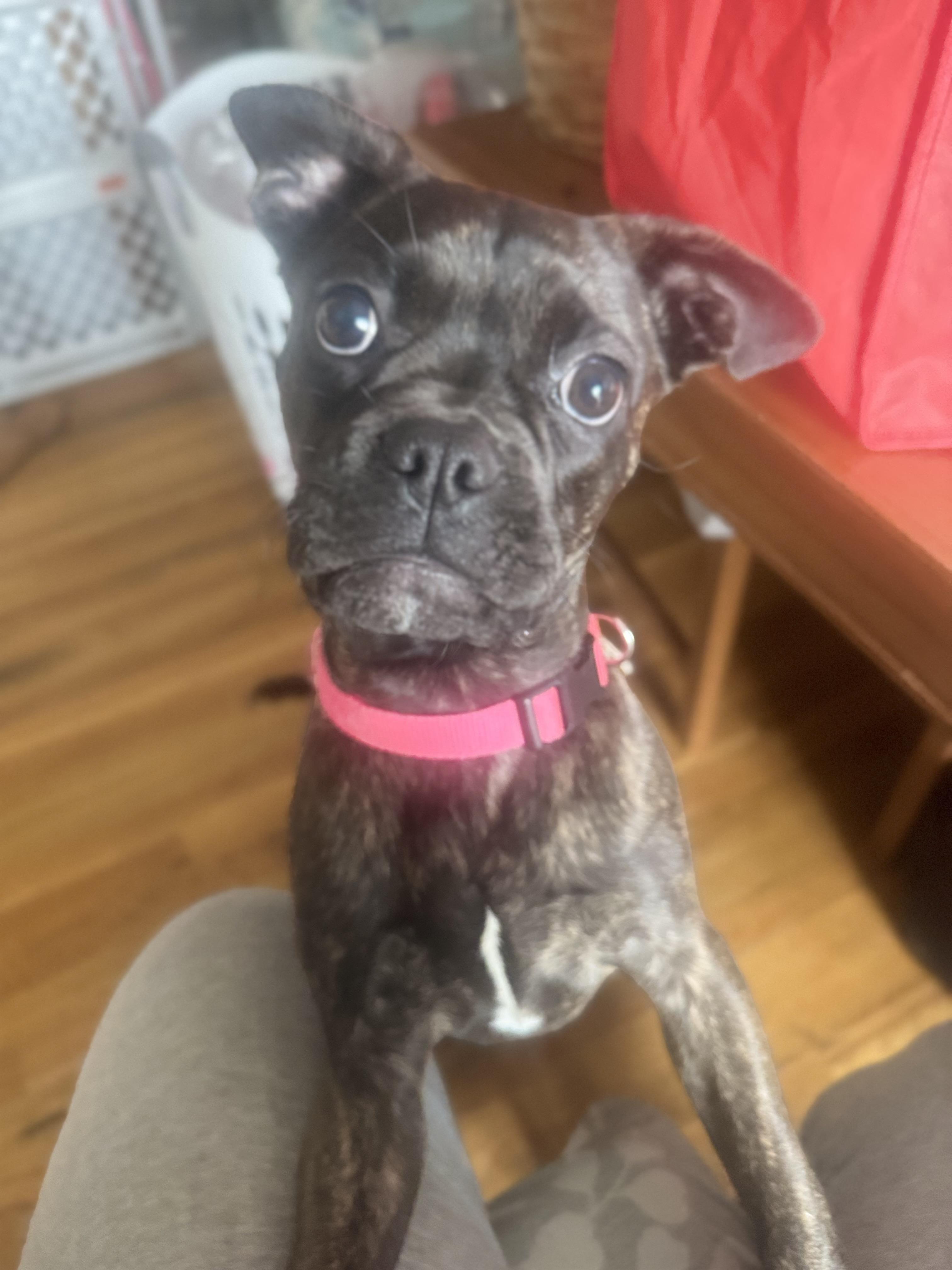 Enlarge Nena , a ADOPTABLE mixed breed in Staten Island, NY image 5/6