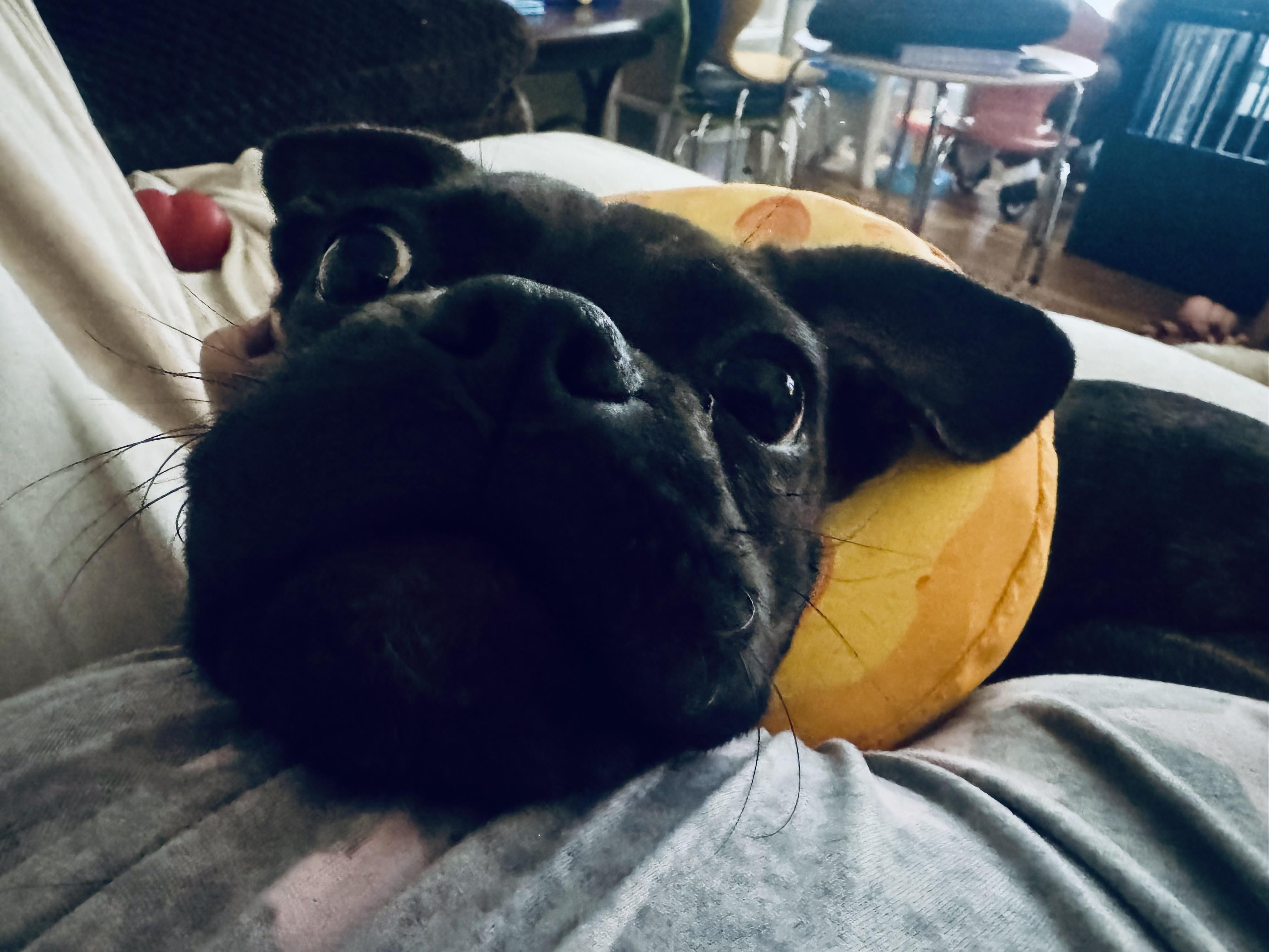 Enlarge Nena , a ADOPTABLE mixed breed in Staten Island, NY image 6/6