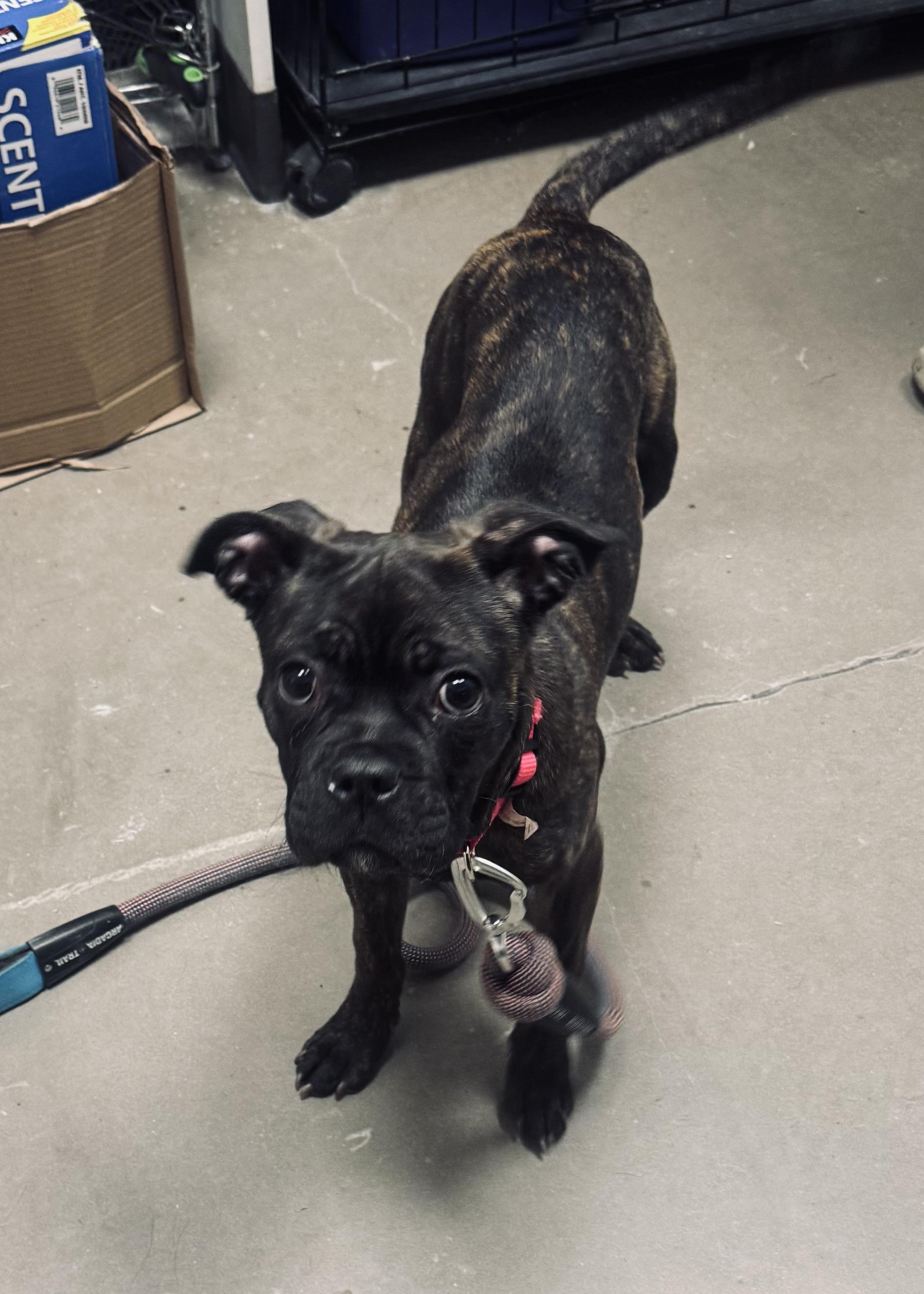 Enlarge Nena , a ADOPTABLE mixed breed in Staten Island, NY image 3/6