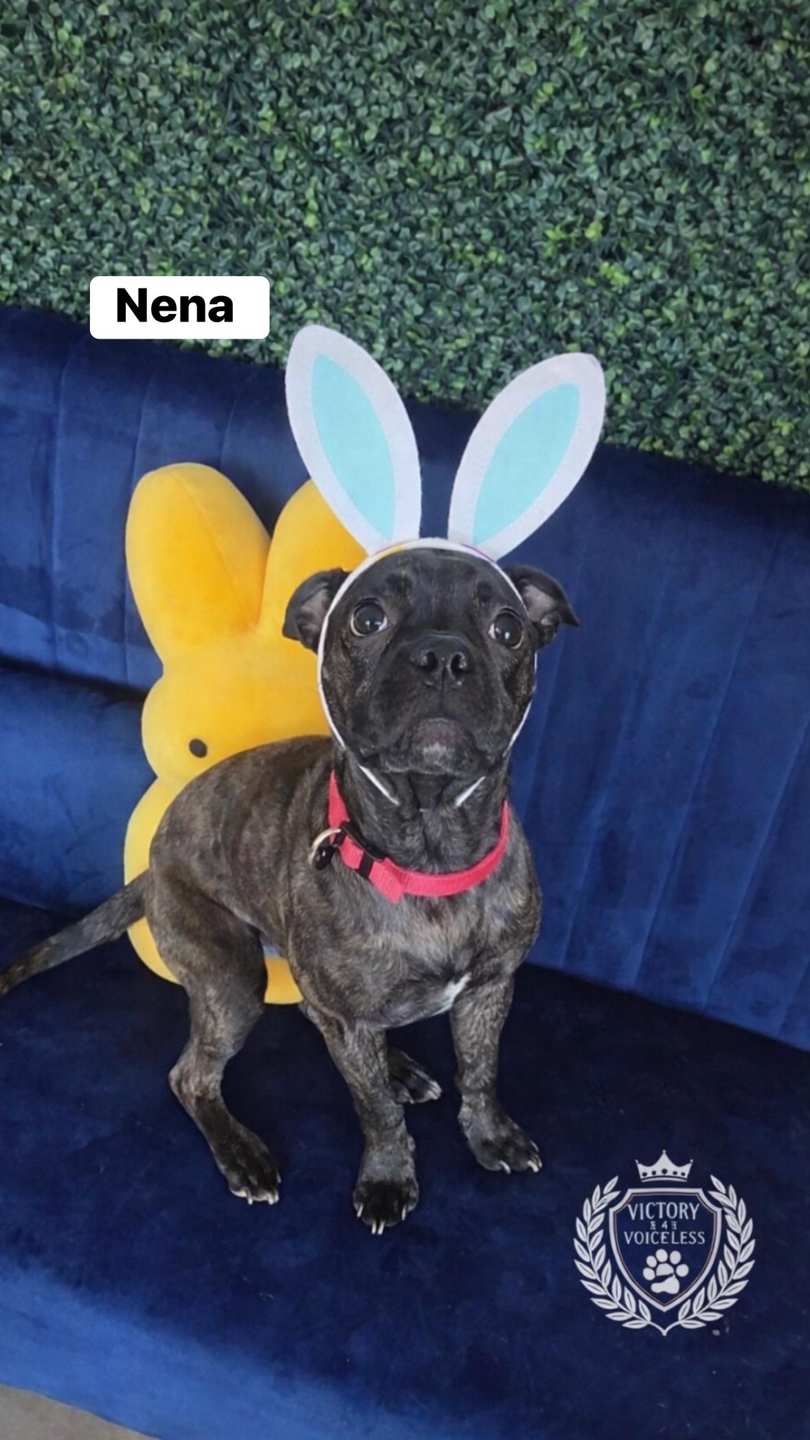 Enlarge Nena , a ADOPTABLE mixed breed in Staten Island, NY image 1/6