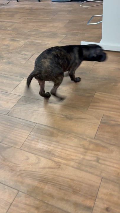 Enlarge Nena , a ADOPTABLE mixed breed in Staten Island, NY video 6/6