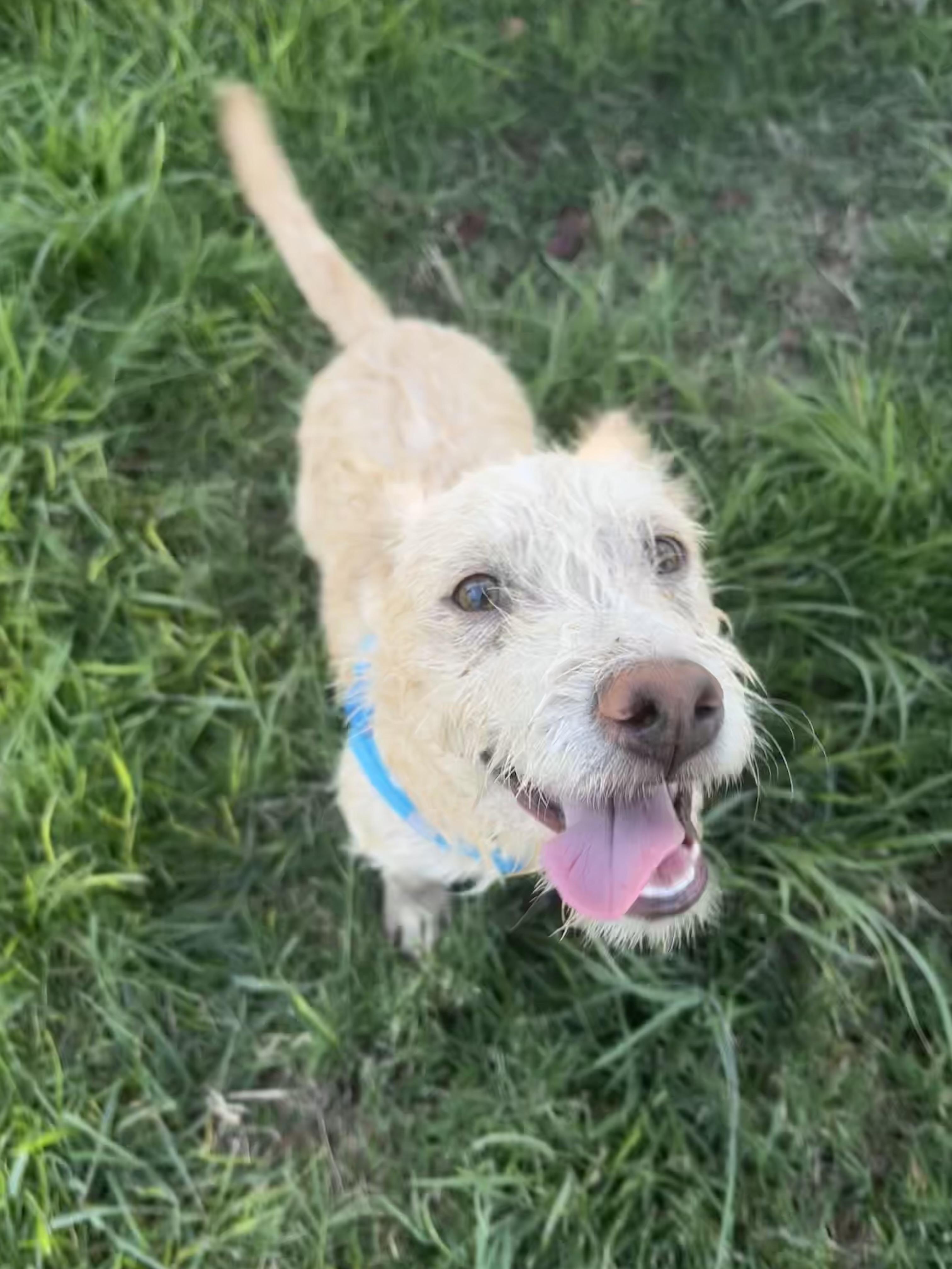 Enlarge Gilligan, a Adopted mixed breed in stockton, CA image 3/4