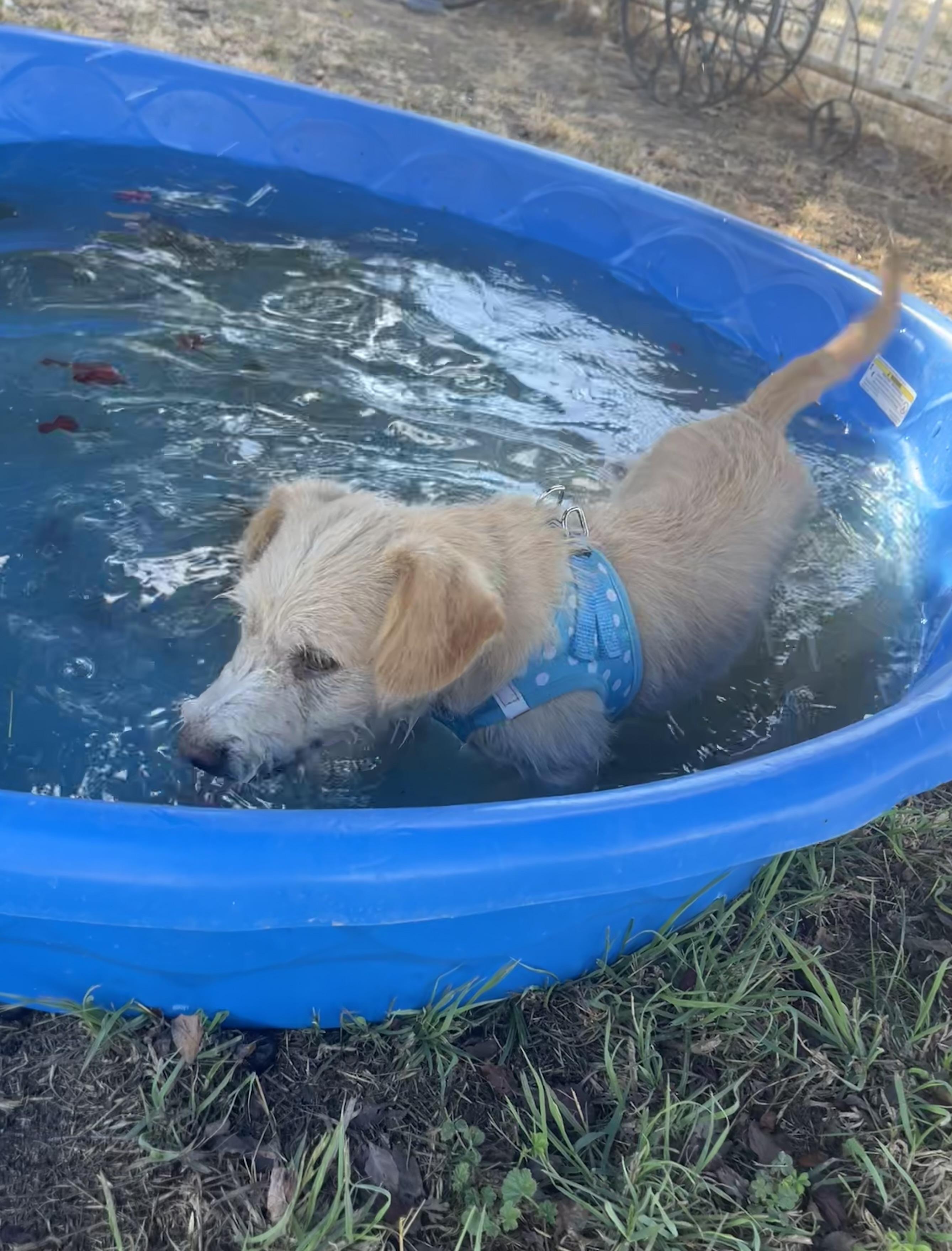 Enlarge Gilligan, a Adopted mixed breed in stockton, CA image 4/4