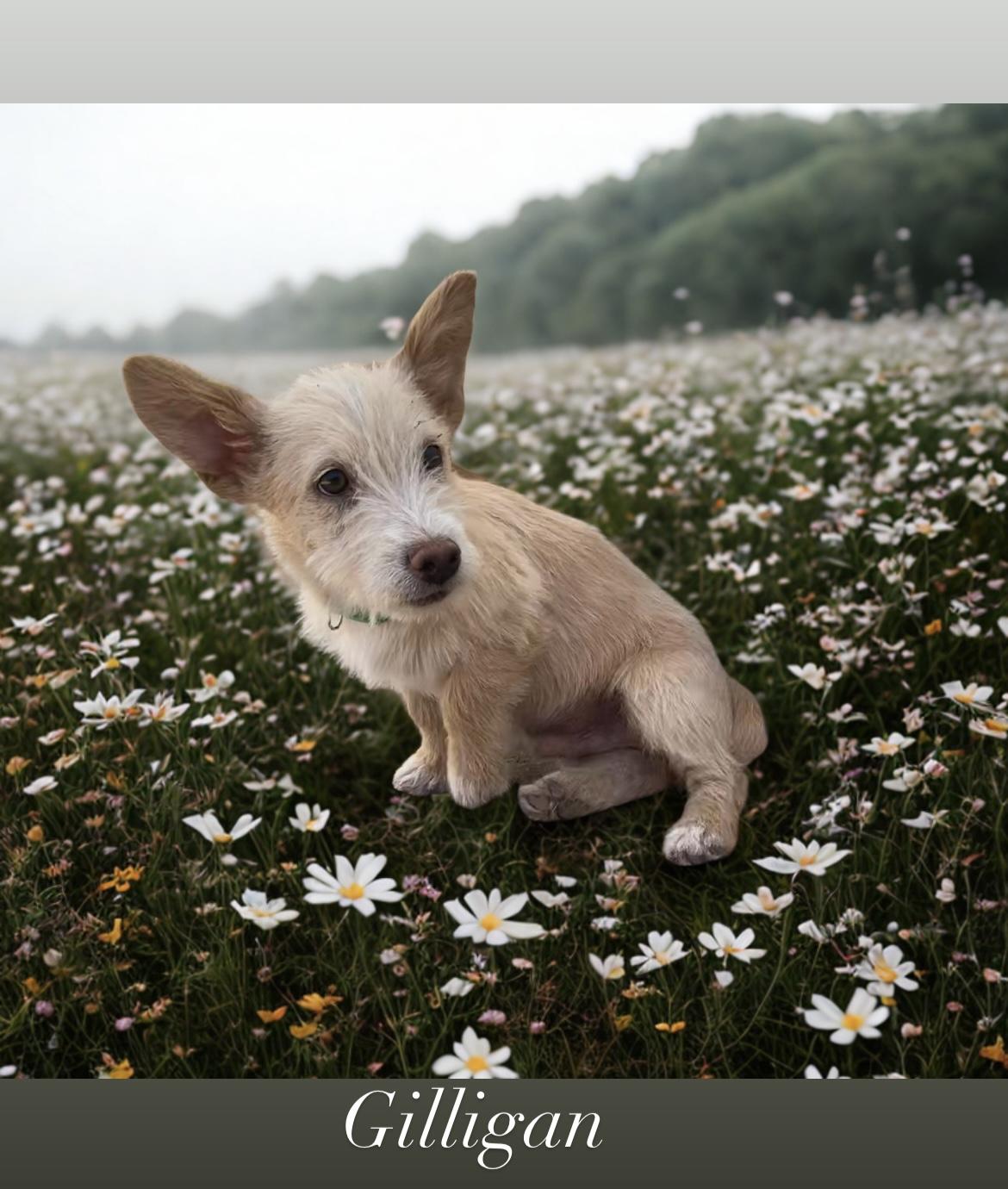 Gilligan, Adopted, Young Male Parson Russell Terrier.