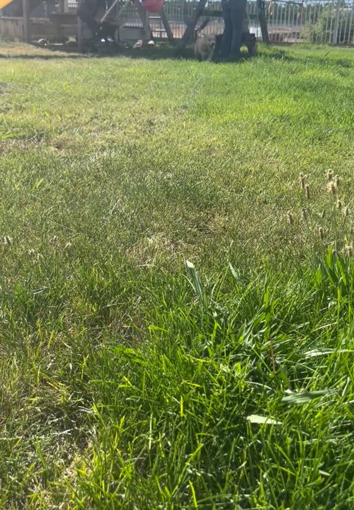 Enlarge Gilligan, a Adopted mixed breed in stockton, CA video 2/4