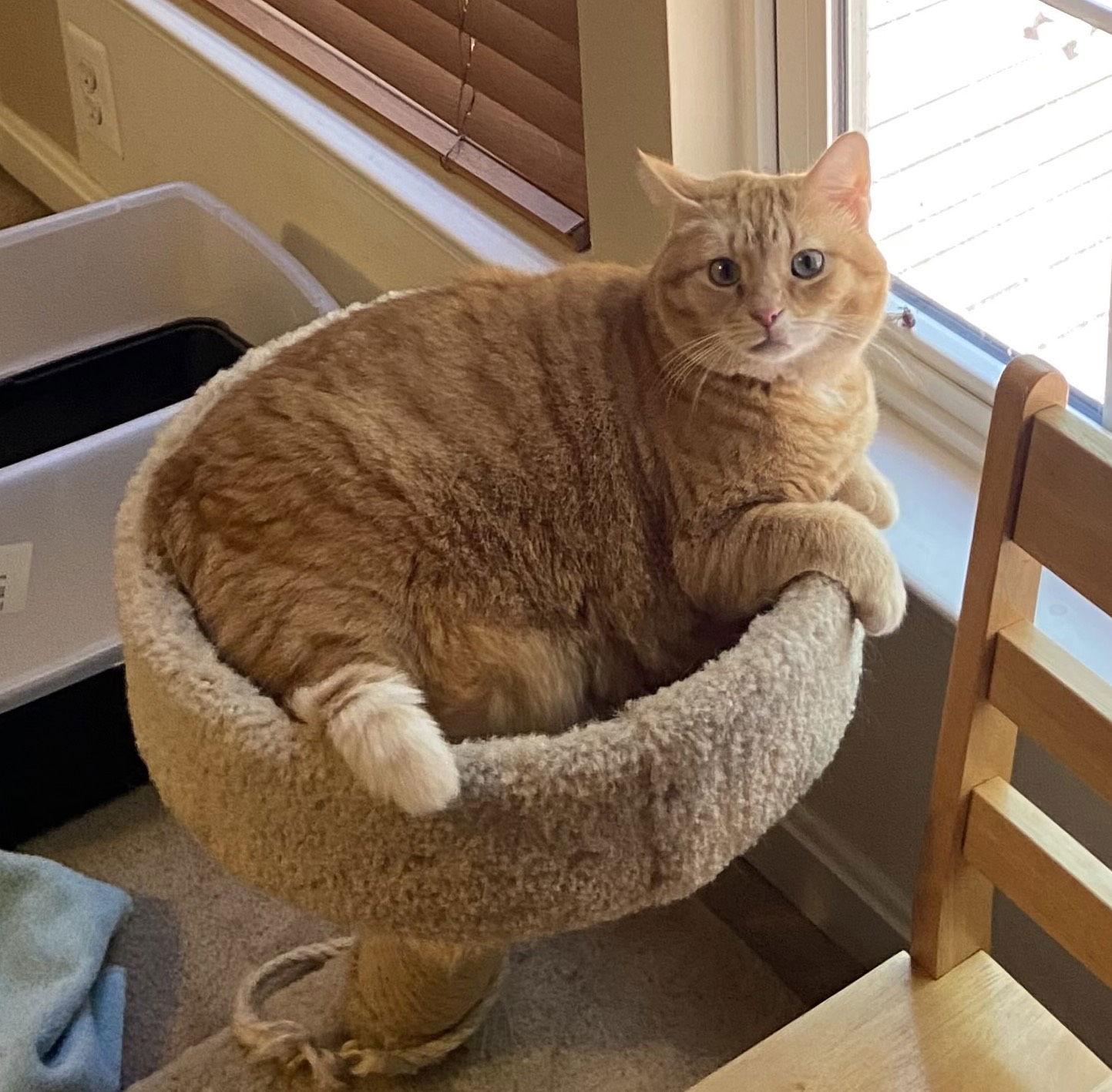 Coraline (ginger)FEE SPONSORED, a Adoptable Domestic Short Hair in Herndon, VA image 1/3