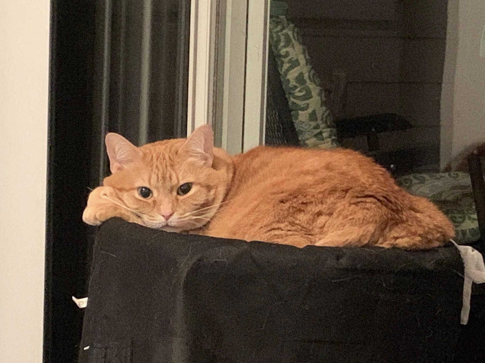 Coraline (ginger)FEE SPONSORED, a Adoptable Domestic Short Hair in Herndon, VA image 2/3