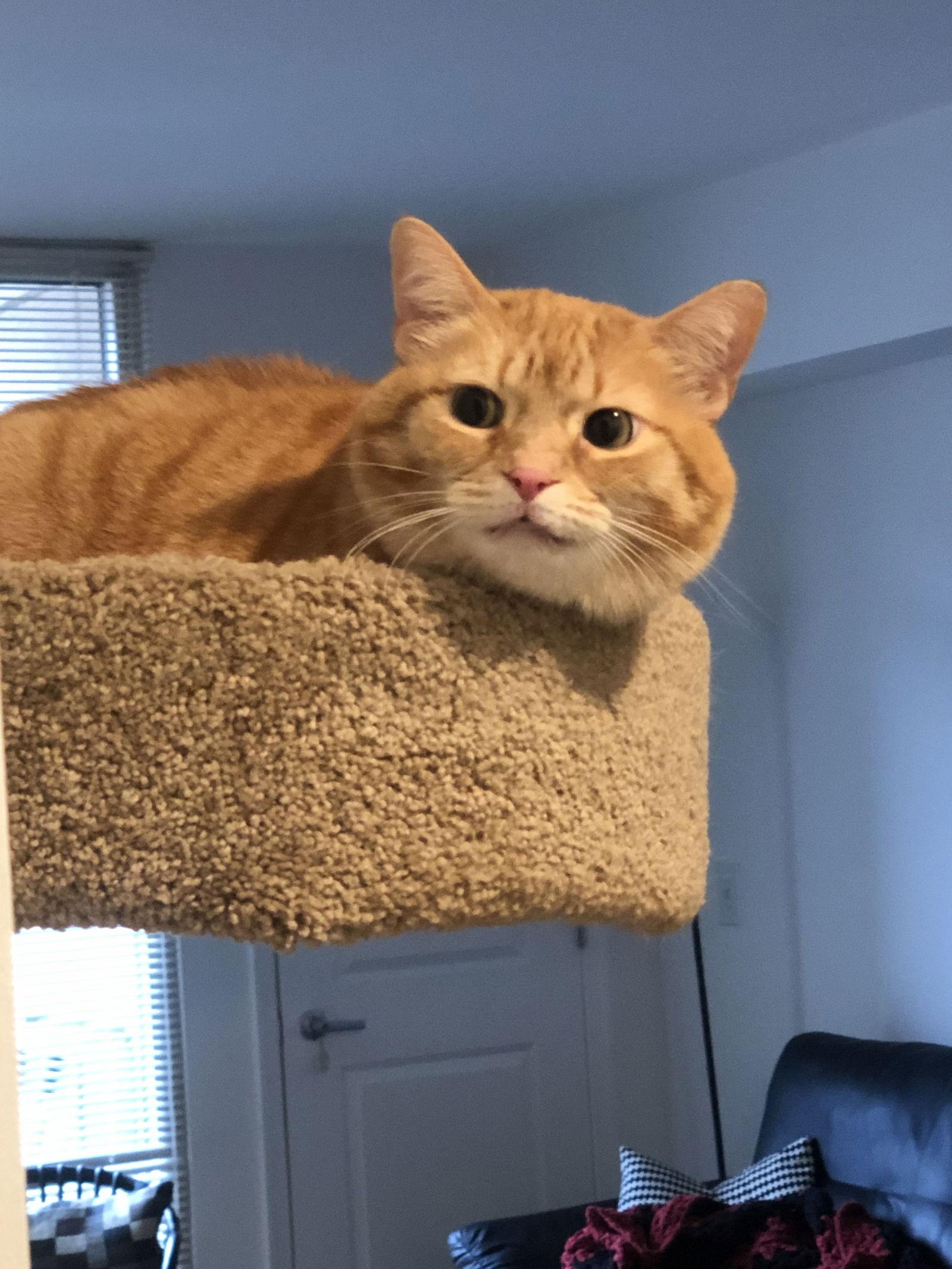 Coraline (ginger)FEE SPONSORED, a Adoptable Domestic Short Hair in Herndon, VA image 3/3