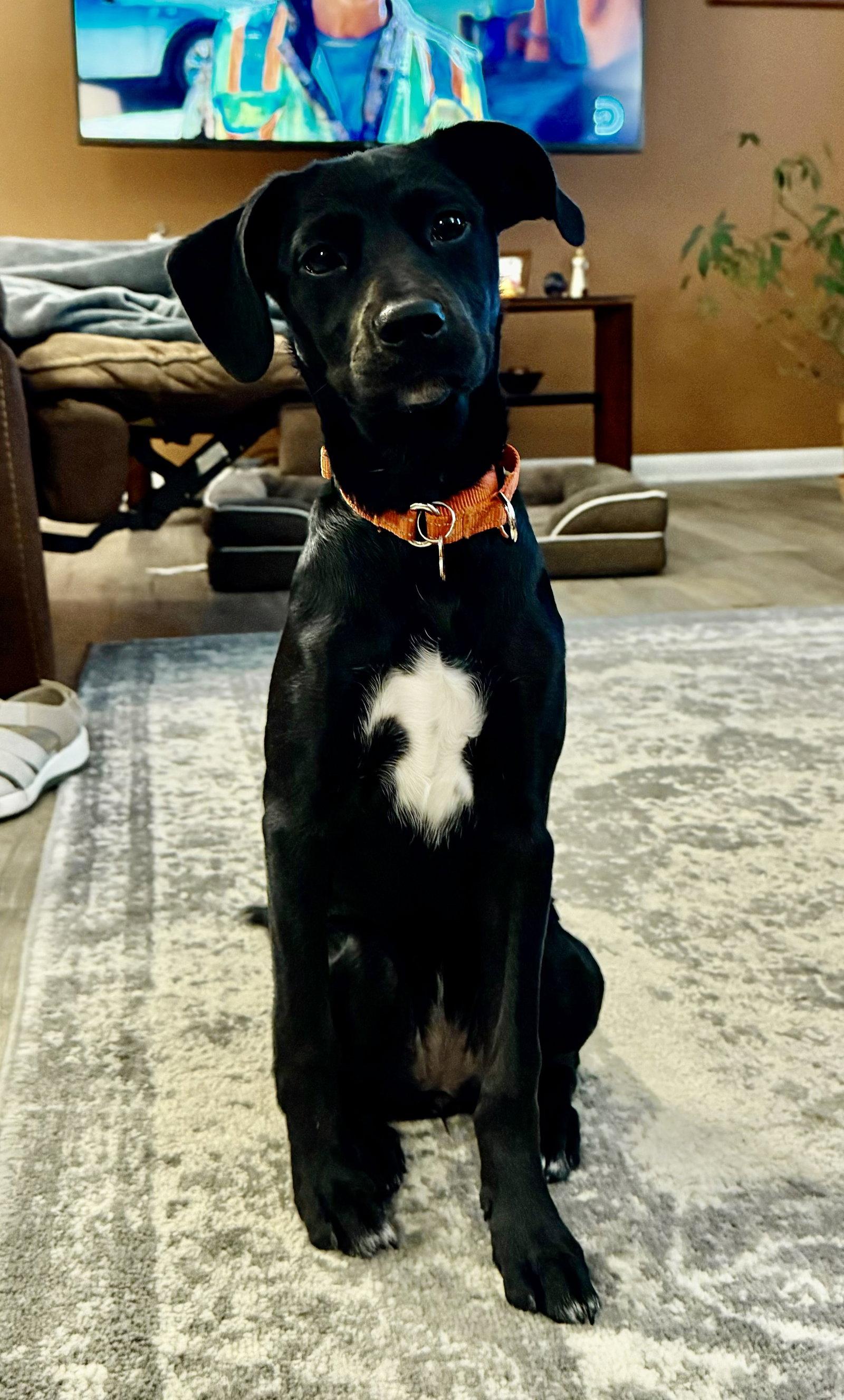 Enlarge **JADE**, a Adoptable Labrador Retriever in North Prairie, WI image 1/3
