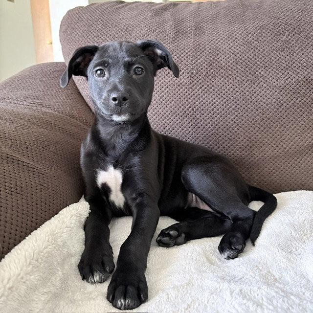 **JADE**, a Adoptable Fox Terrier in North Prairie, WI image 1/3