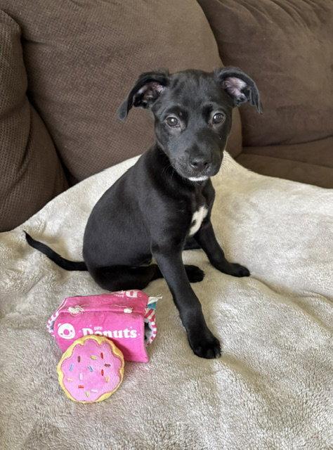 **JADE**, a Adoptable Fox Terrier in North Prairie, WI image 2/3