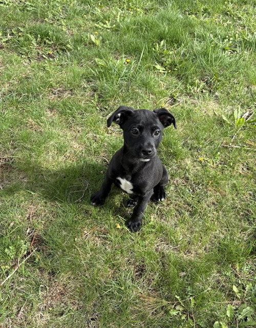 **JADE**, a Adoptable Fox Terrier in North Prairie, WI image 3/3