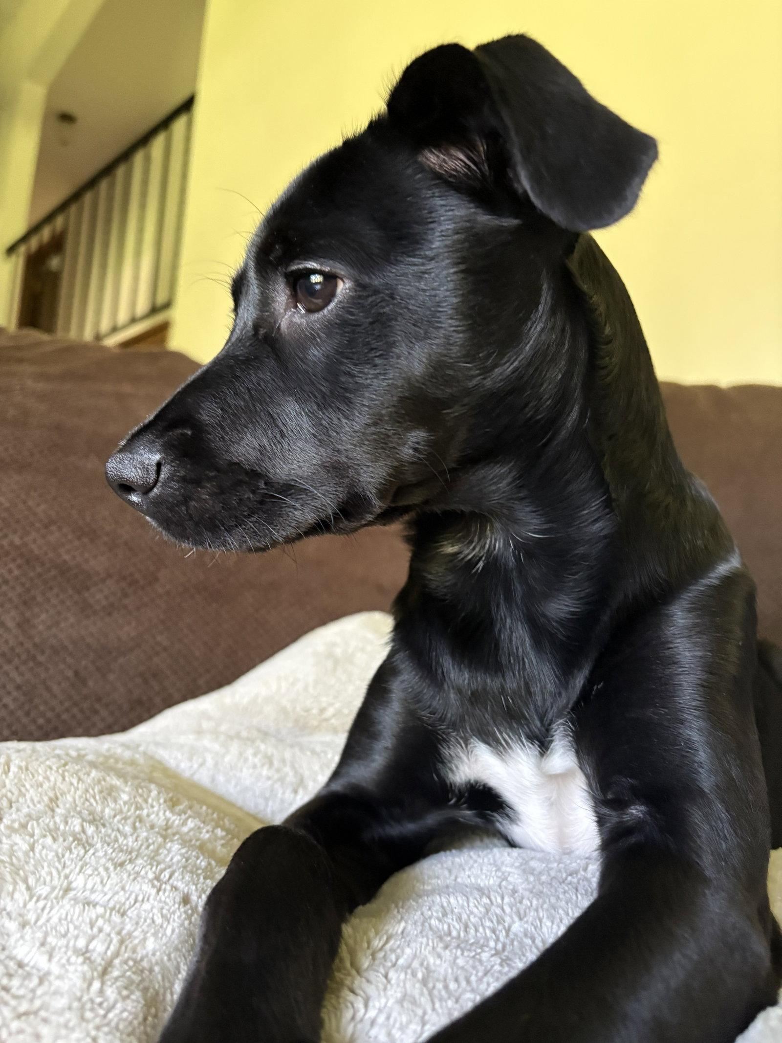 Enlarge **JADE**, a Adoptable Labrador Retriever in North Prairie, WI image 2/3