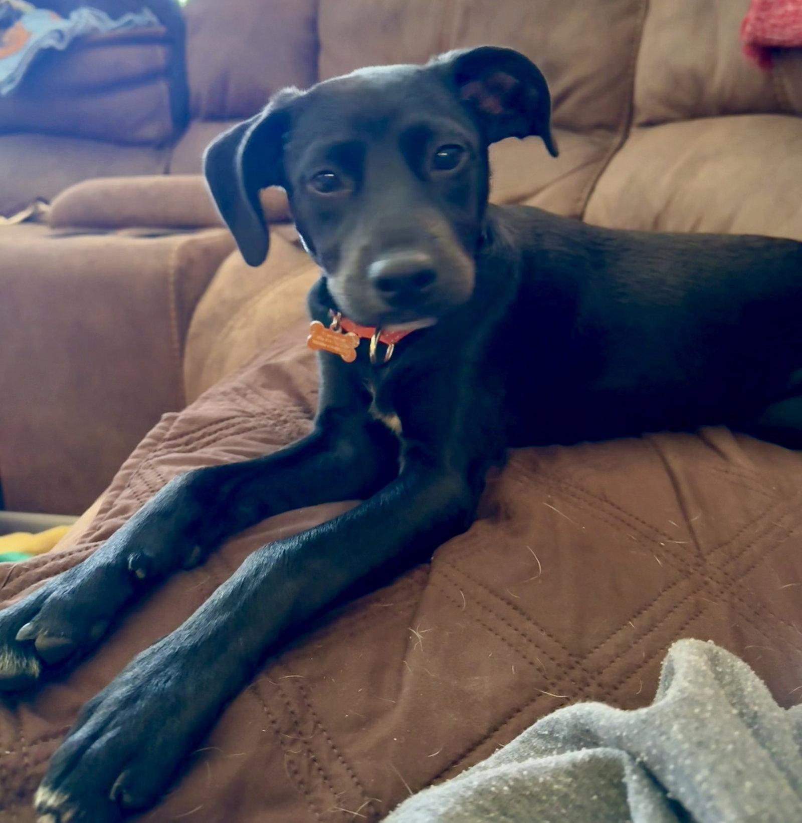 Enlarge **JADE**, a Adoptable Labrador Retriever in North Prairie, WI image 3/3