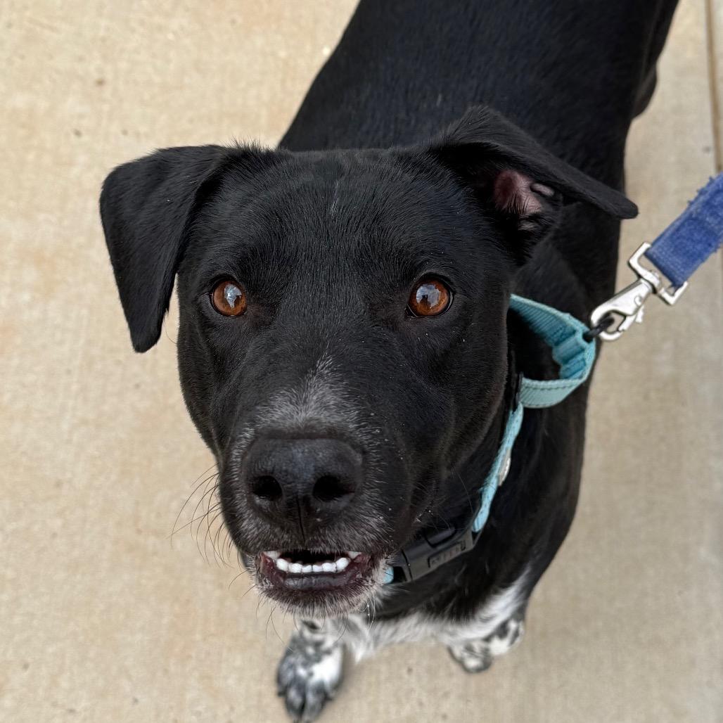 Khuno, Adoptable, Adult Male Cattle Dog & Mixed Breed.