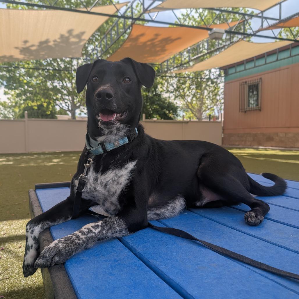 Enlarge Khuno, a Adoptable mixed breed in Albuquerque, NM image 2/6