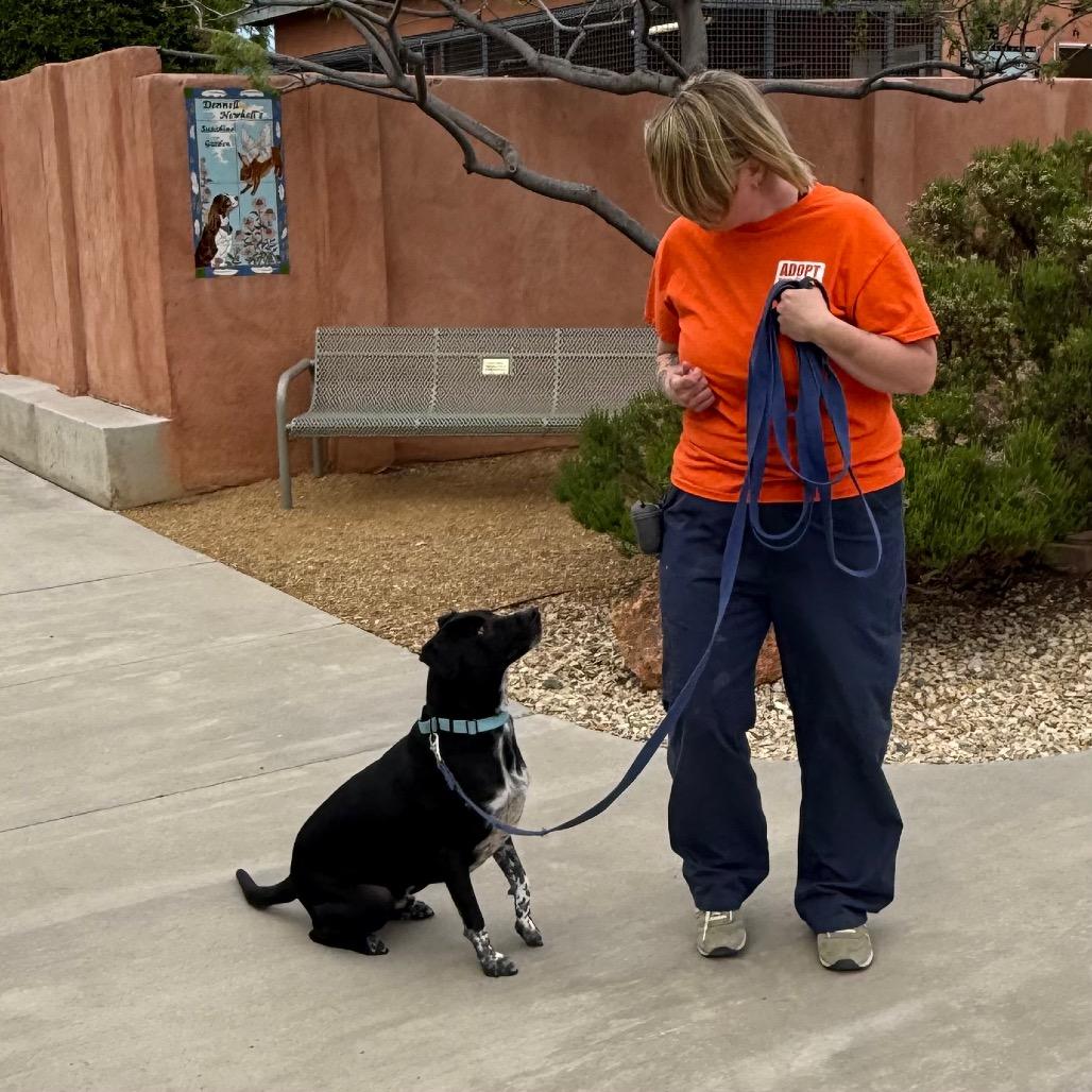 Enlarge Khuno, a Adoptable mixed breed in Albuquerque, NM image 3/6