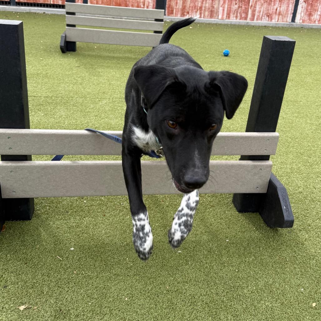 Enlarge Khuno, a Adoptable mixed breed in Albuquerque, NM image 4/6