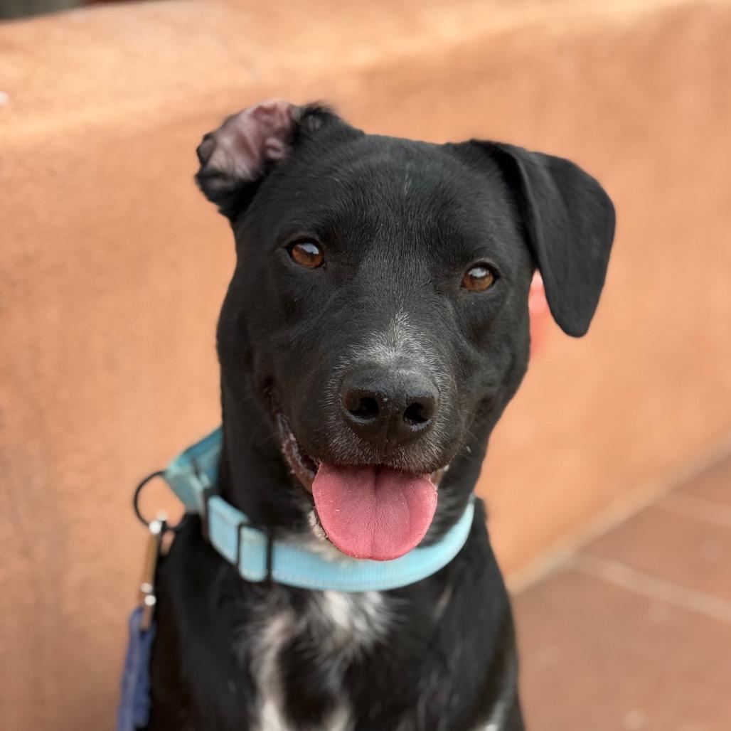 Enlarge Khuno, a Adoptable mixed breed in Albuquerque, NM image 5/6