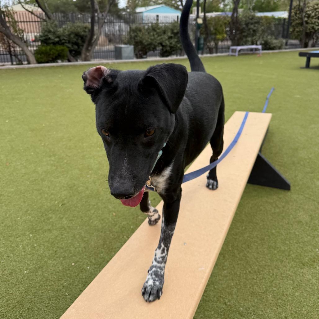 Enlarge Khuno, a Adoptable mixed breed in Albuquerque, NM image 6/6