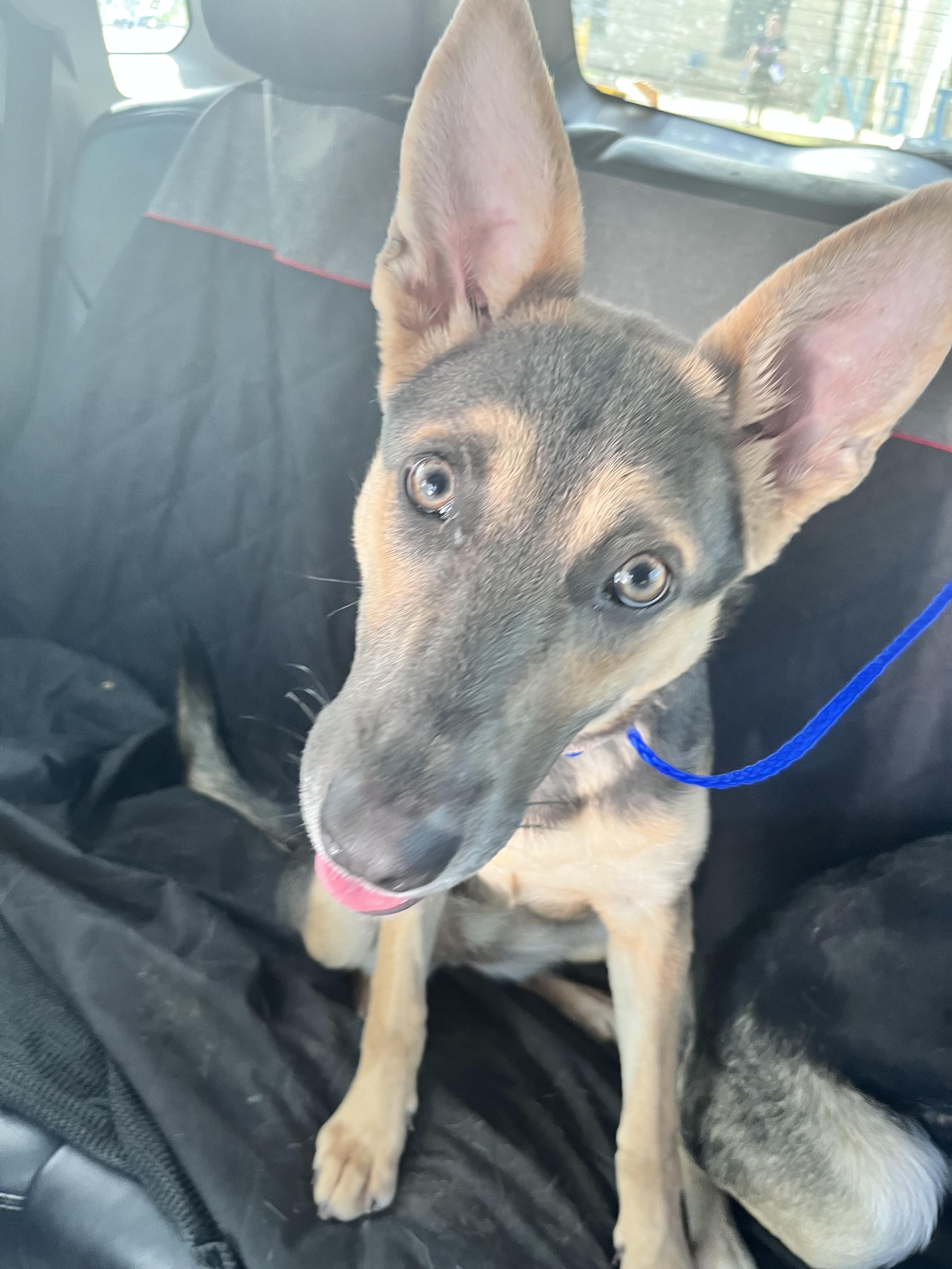 Enlarge Maya 2, an adopted German Shepherd Dog in New Caney, TX image 2/4