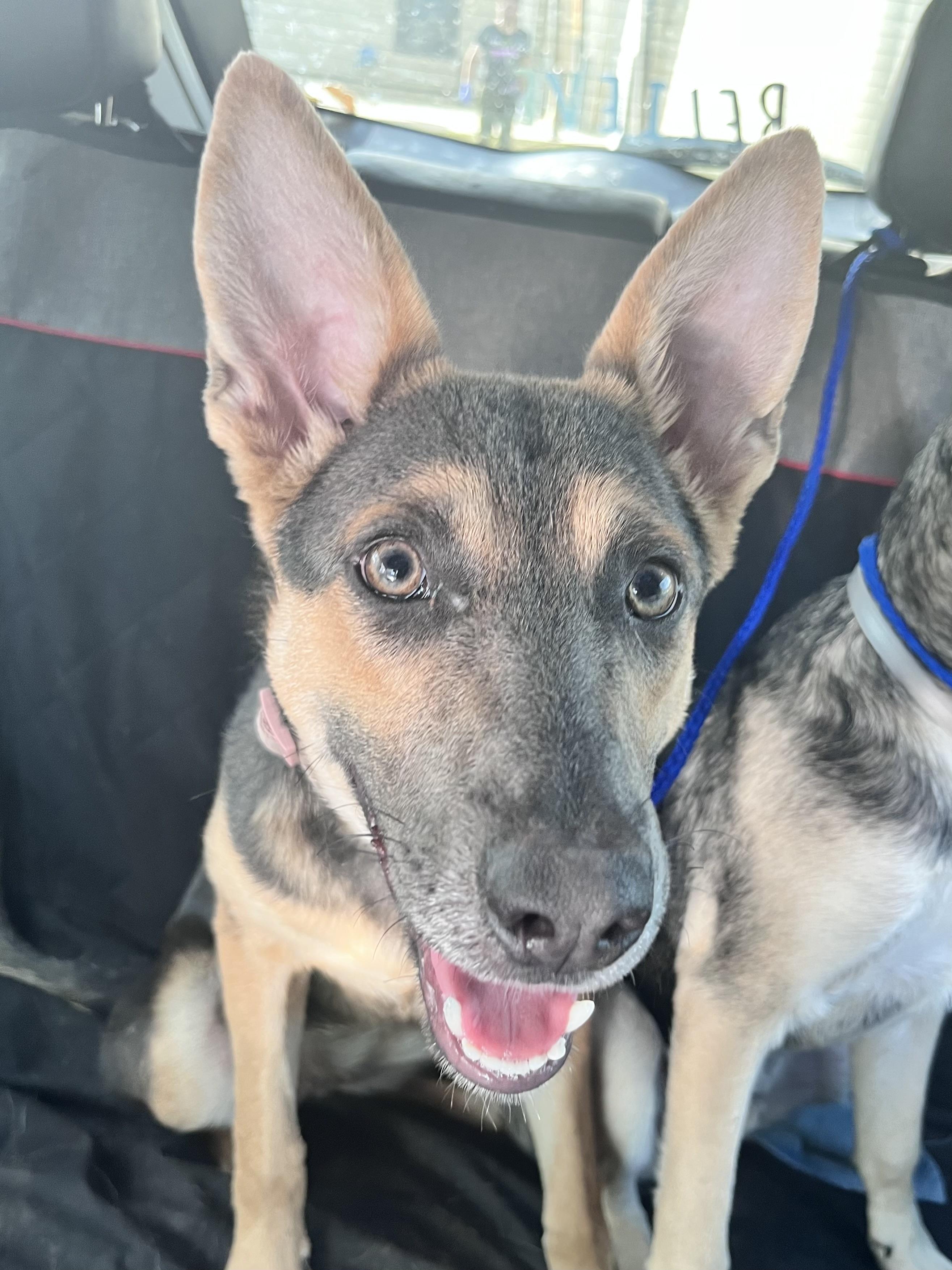Enlarge Maya 2, an adopted German Shepherd Dog in New Caney, TX image 4/4