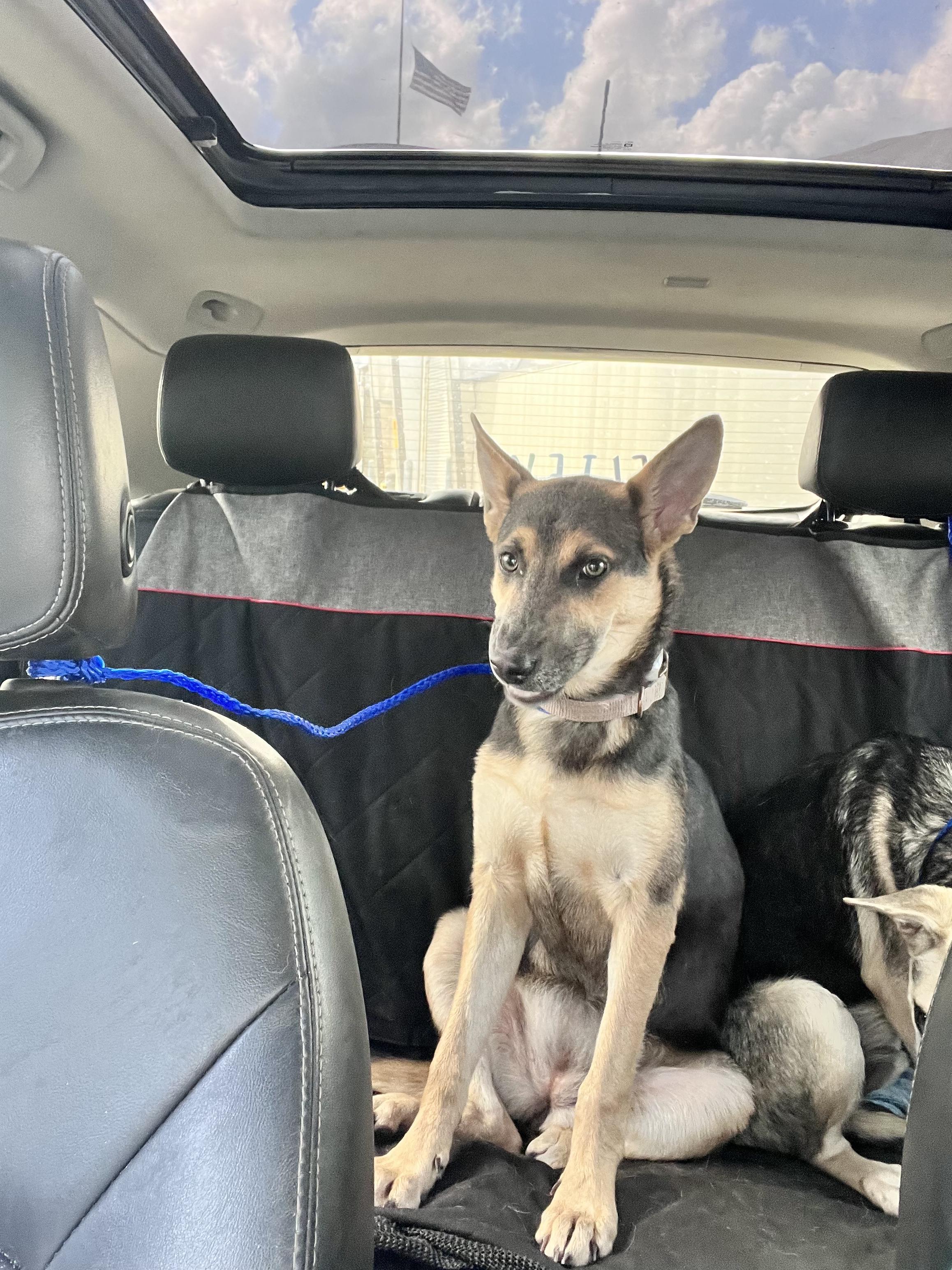 Enlarge Maya 2, an adopted German Shepherd Dog in New Caney, TX image 3/4